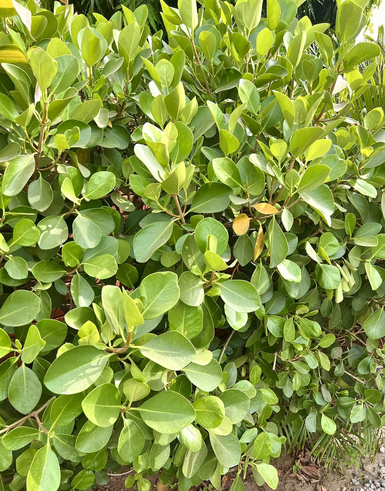 Autograph Tree (Clusia rosea) — Known for its resilience, it thrives in full sun to partial shade and can reach 25 to 40 feet in height