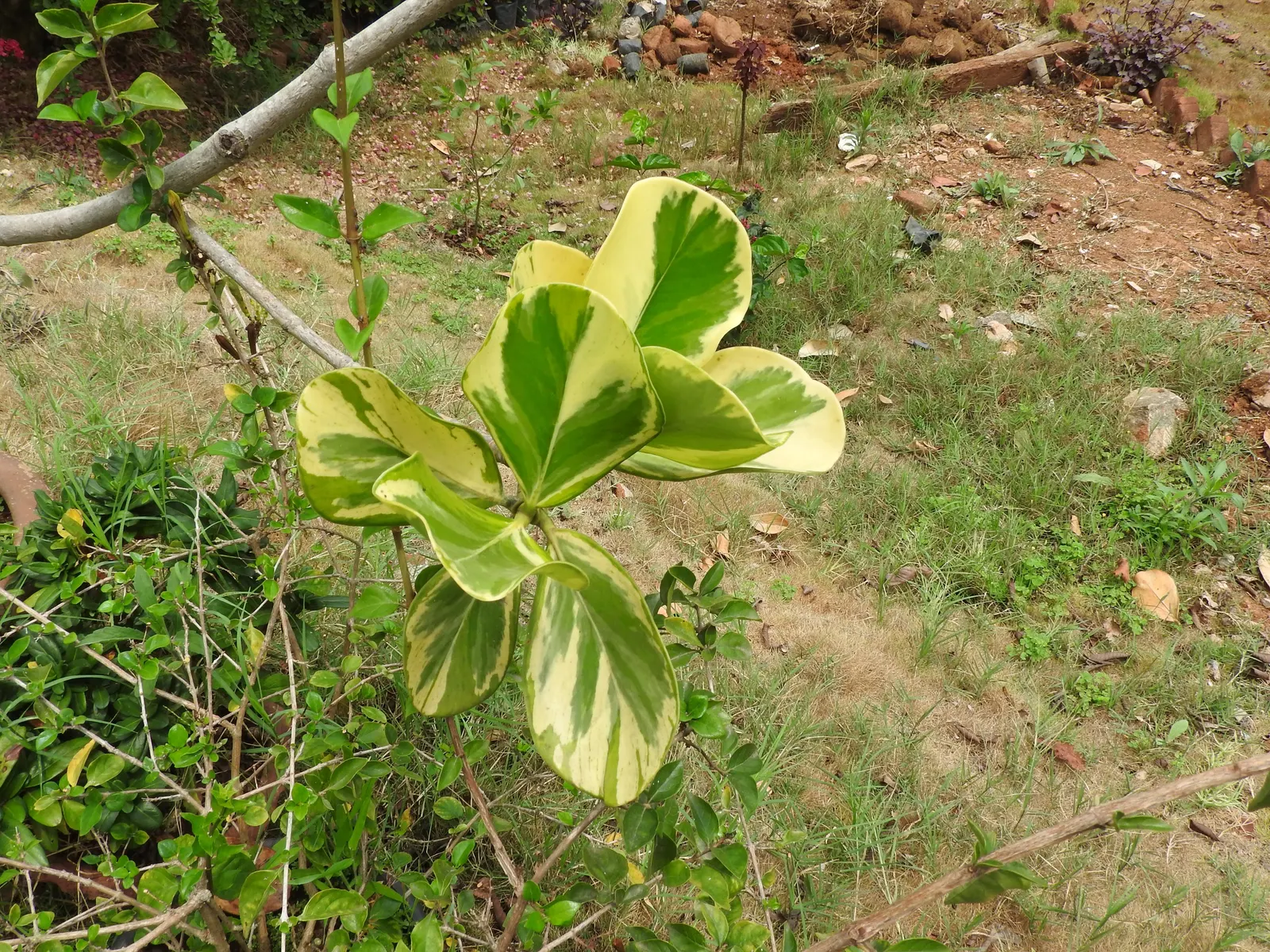 Autograph Tree (Clusia rosea) — scientifically known as Clusia rosea; known for its resilience, it thrives in full sun to partial shade and can reach 25 to 40