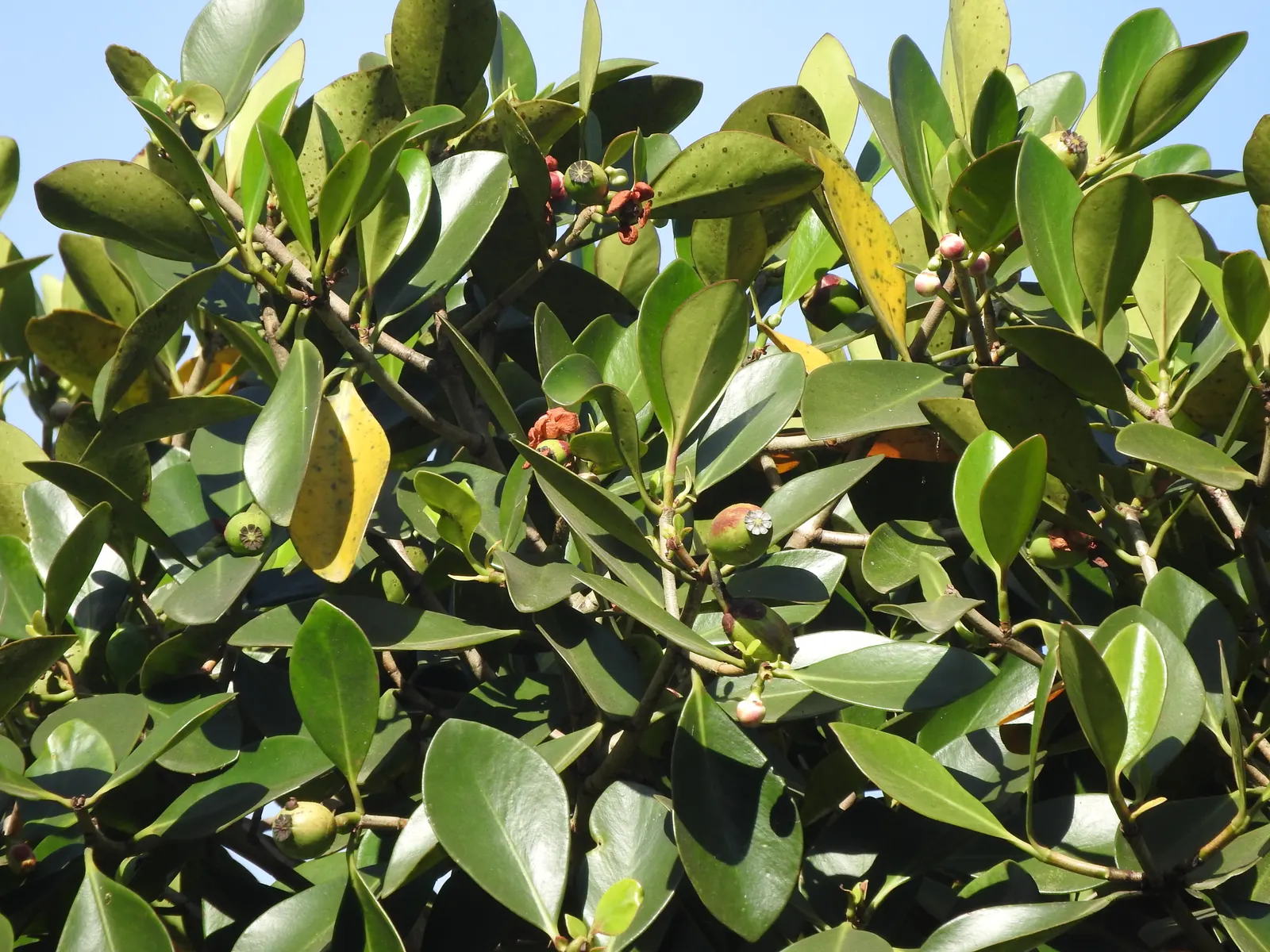 Autograph Tree (Clusia rosea) — It features showy pink or white flowers and grows well in USDA zones 10-12; coupled with its aesthetic and, image 69