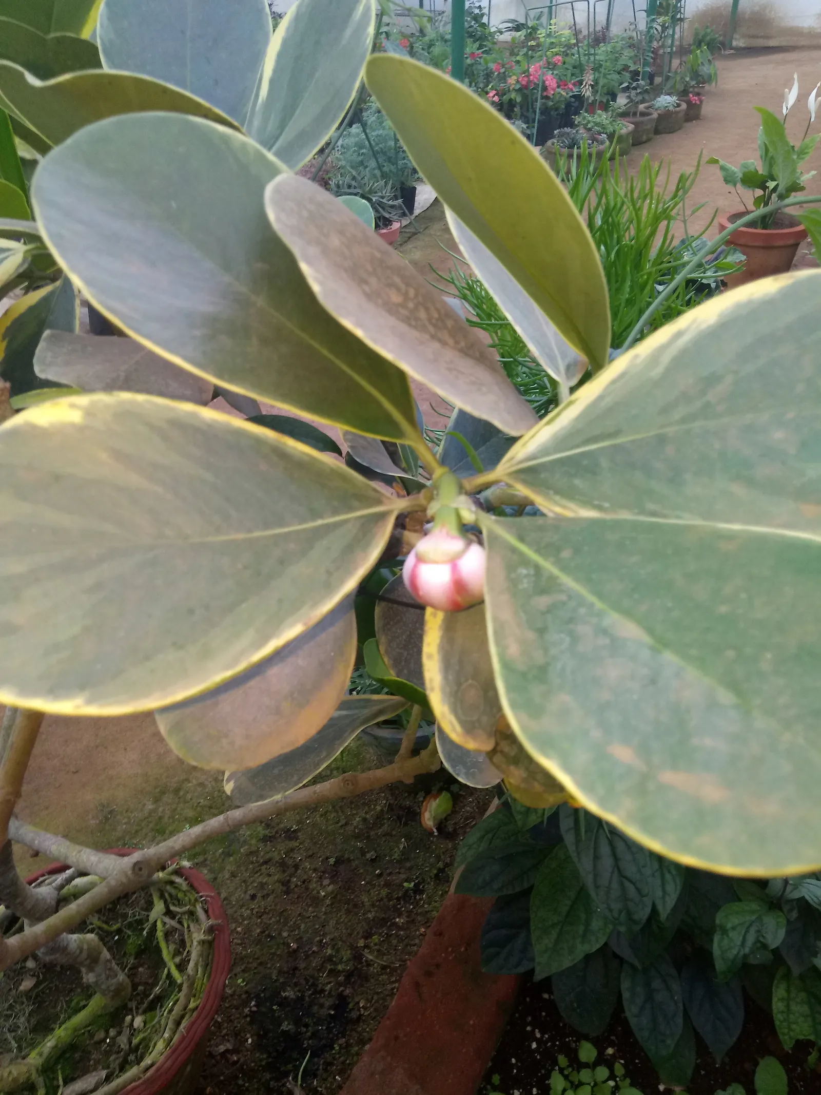 Autograph Tree (Clusia rosea) — showcasing charming pink to white flowers; scientifically known as Clusia rosea, image 58