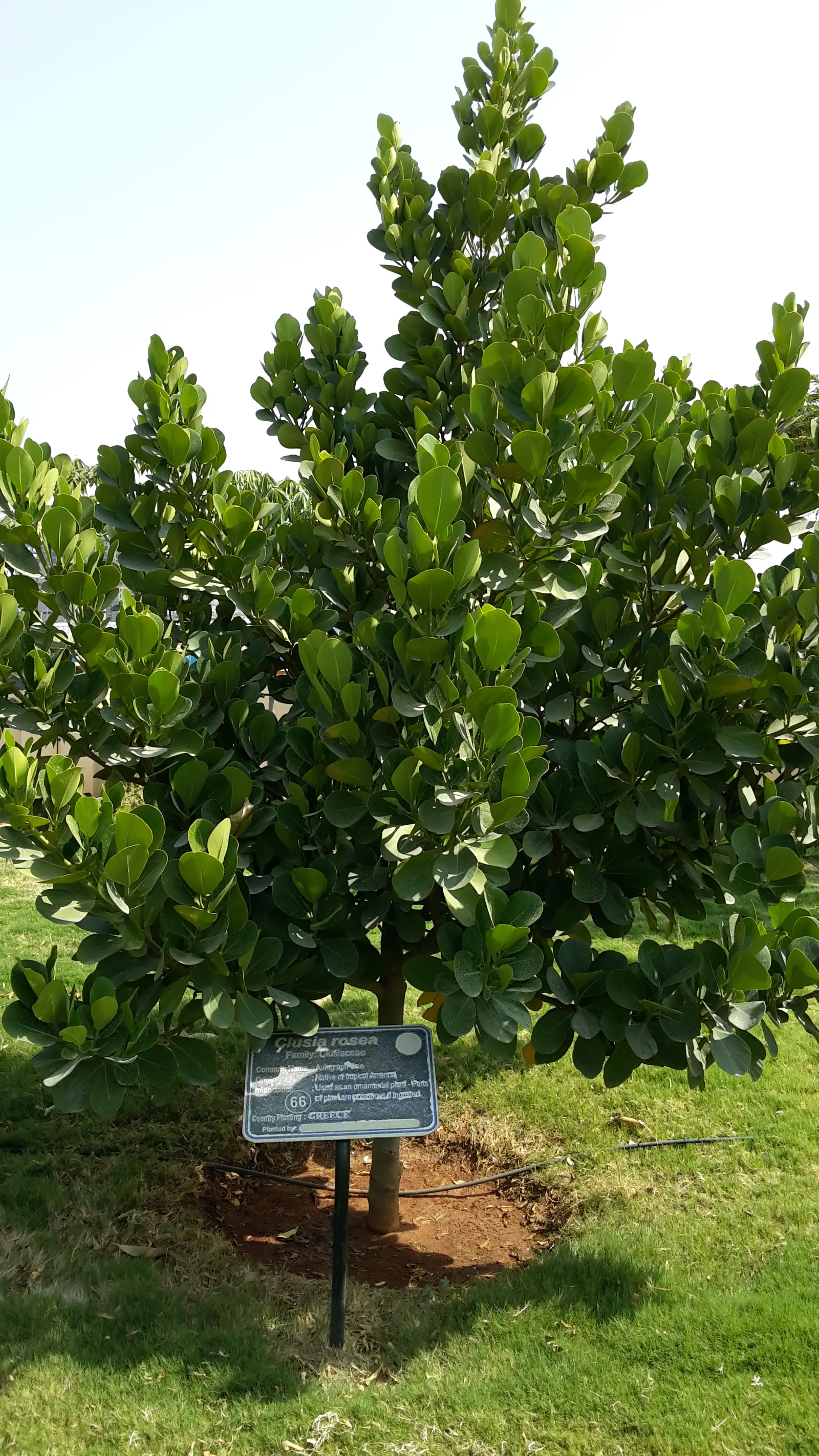 Autograph Tree (Clusia rosea) — white flowers in the garden; adaptable to various soil types
