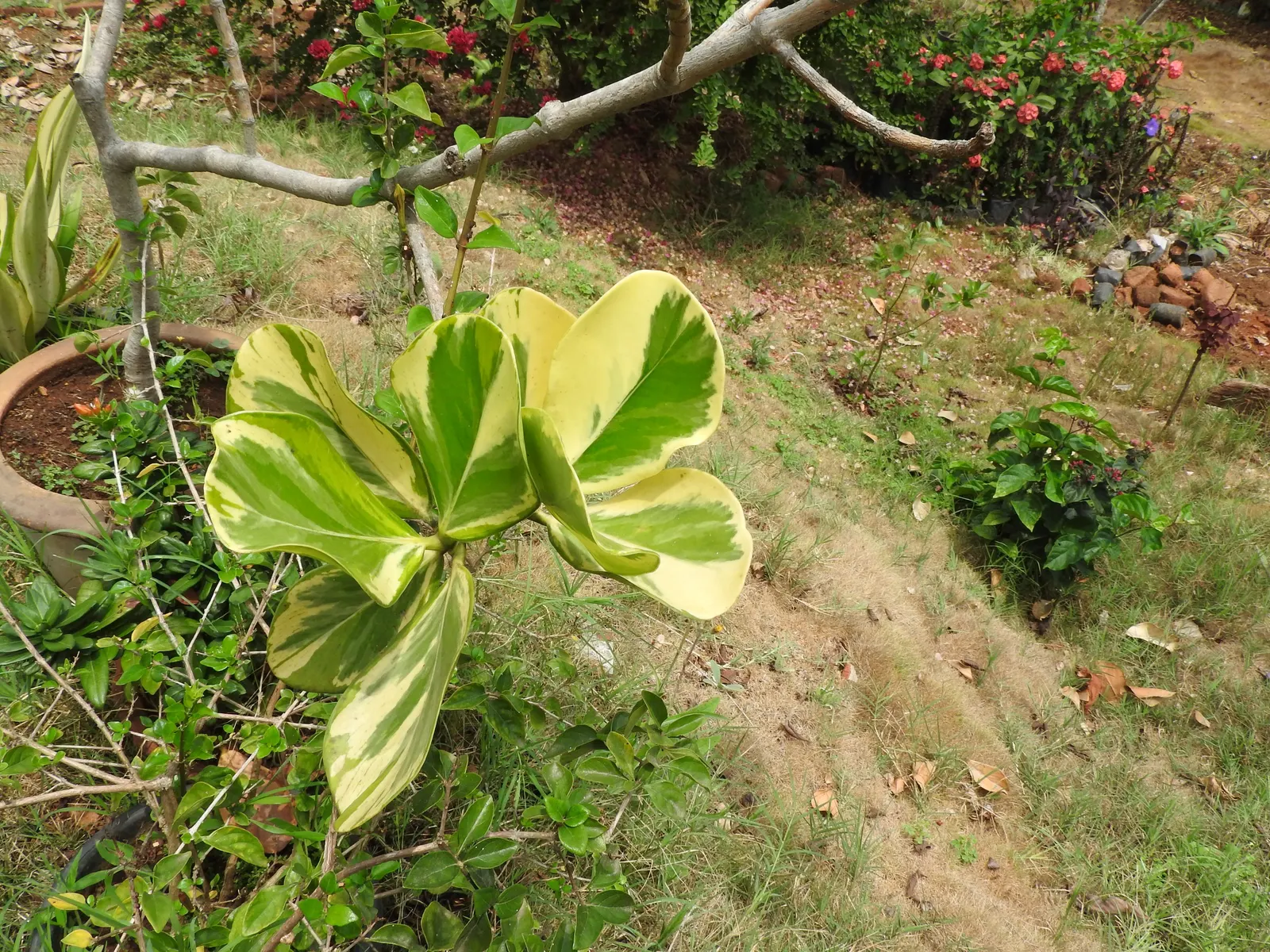 Autograph Tree (Clusia rosea) — white flowers in the garden