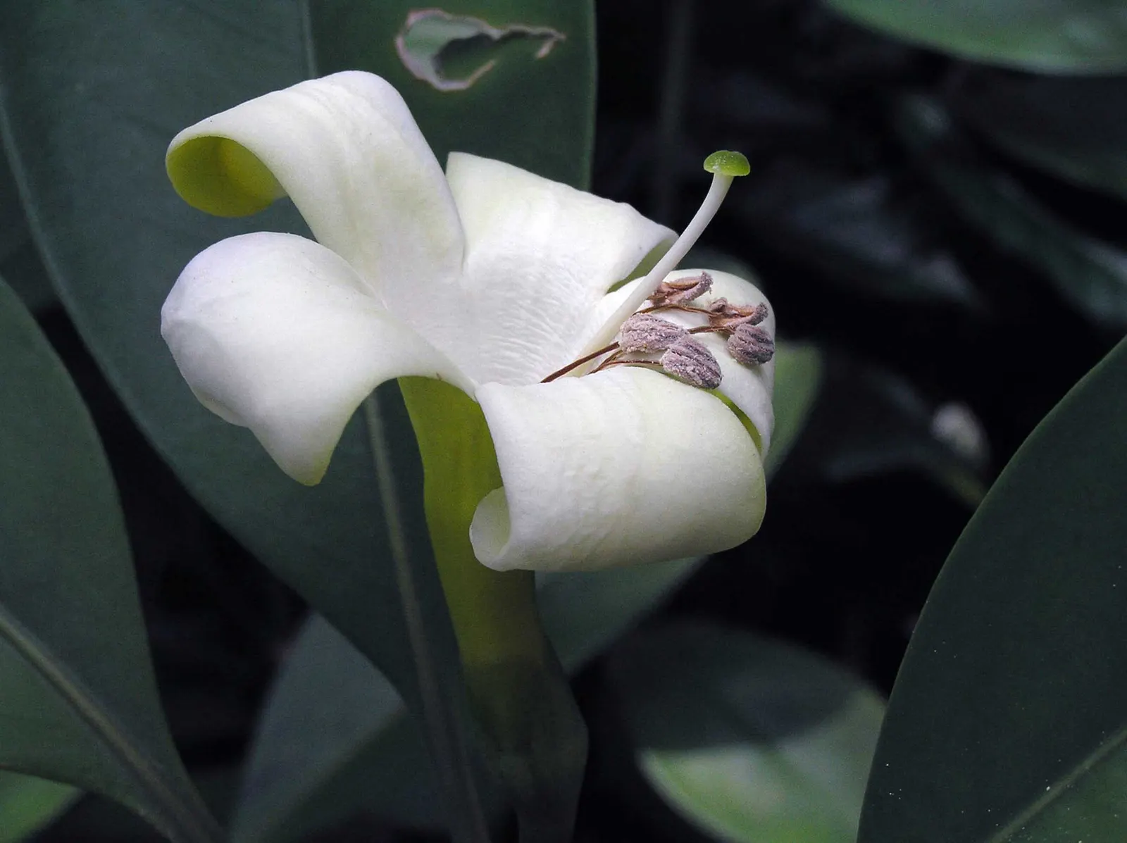 Autograph Tree (Clusia rosea) — and poor soil conditions with ease; which transition into green fruits that darken over time.<br><br>Maintenance is, image 56
