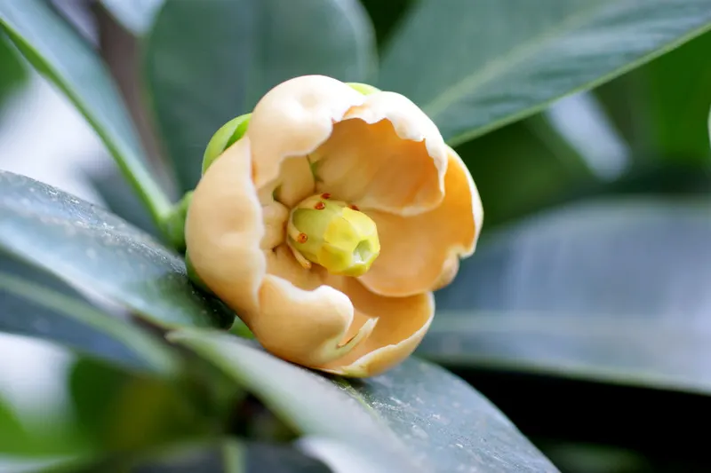Autograph Tree (Clusia rosea) — and requires minimal maintenance once established; this low-maintenance trait, image 50