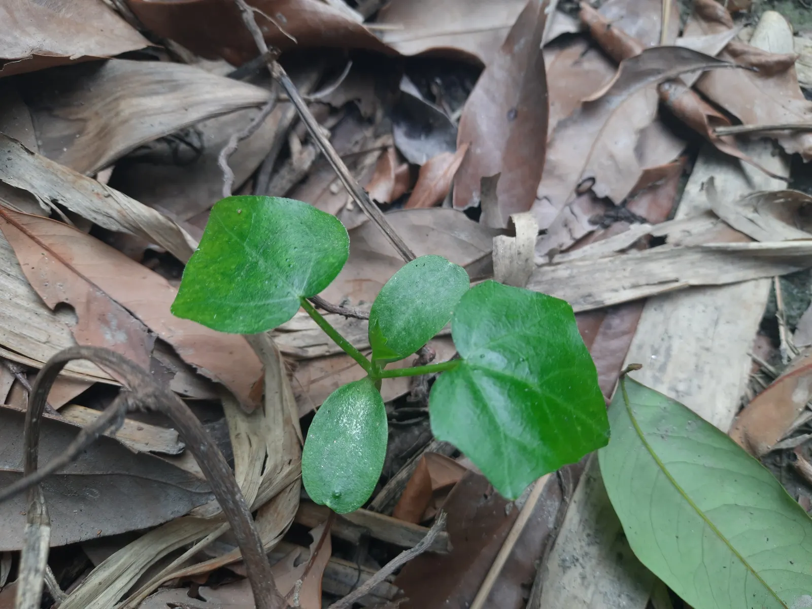 Autograph Tree (Clusia rosea) — white flowers in the garden; adaptable to various soil types, image 64
