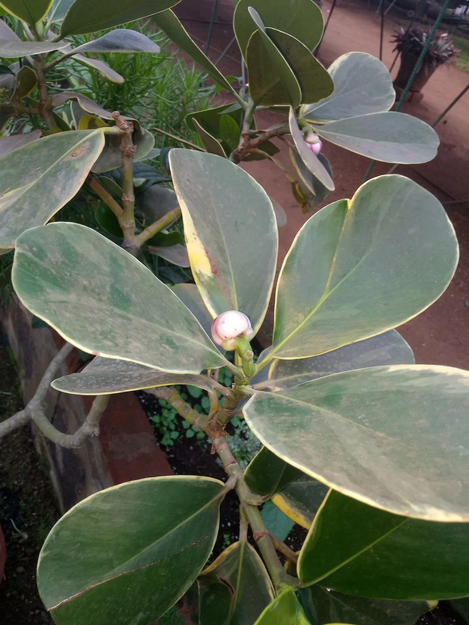 Autograph Tree (Clusia rosea) — shrub / tree for full or half; makes the Autograph Tree a valuable addition to any subtropical landscape design, image 66