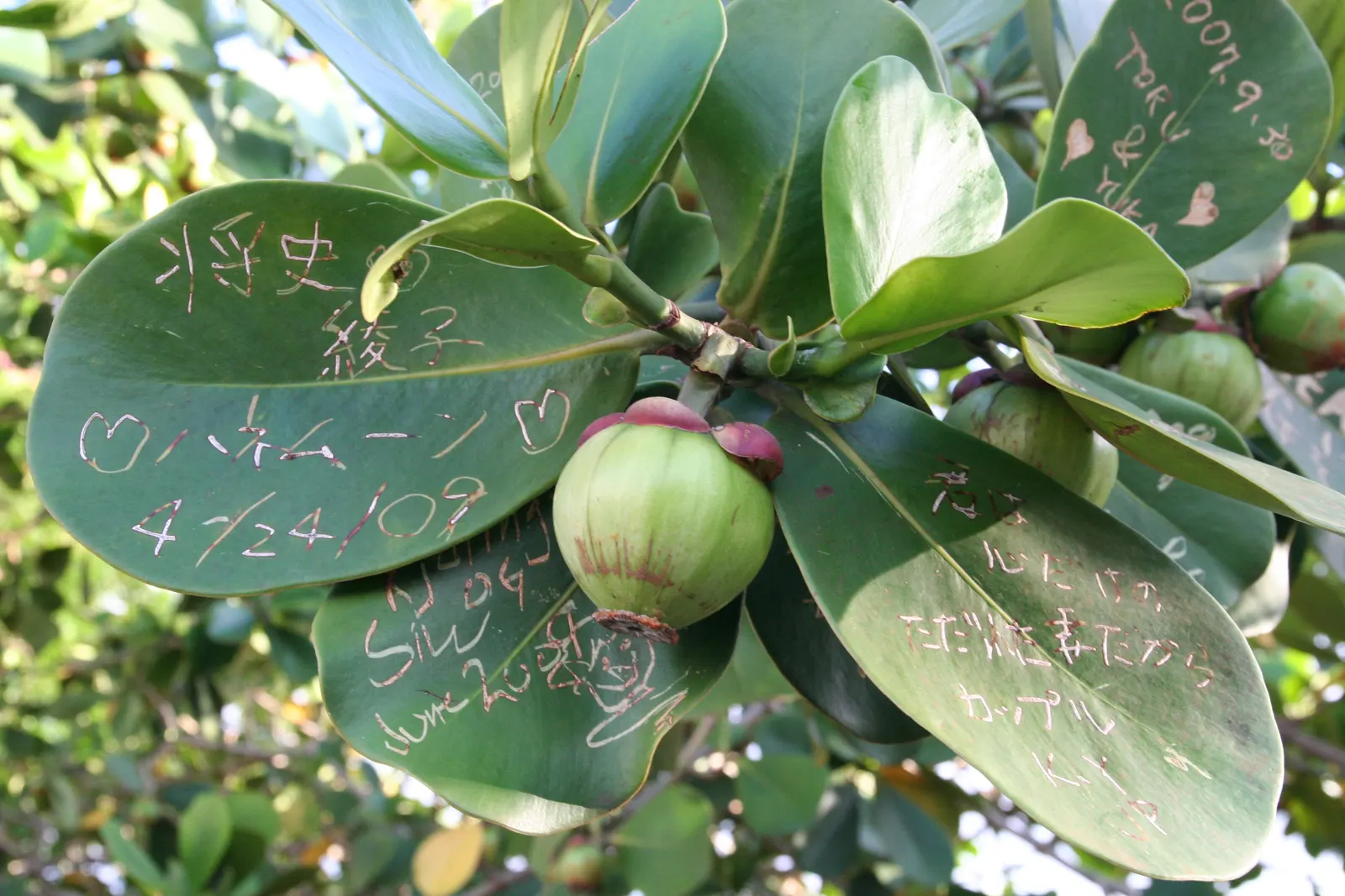 Autograph Tree (Clusia rosea) — and requires minimal maintenance once established; this low-maintenance trait