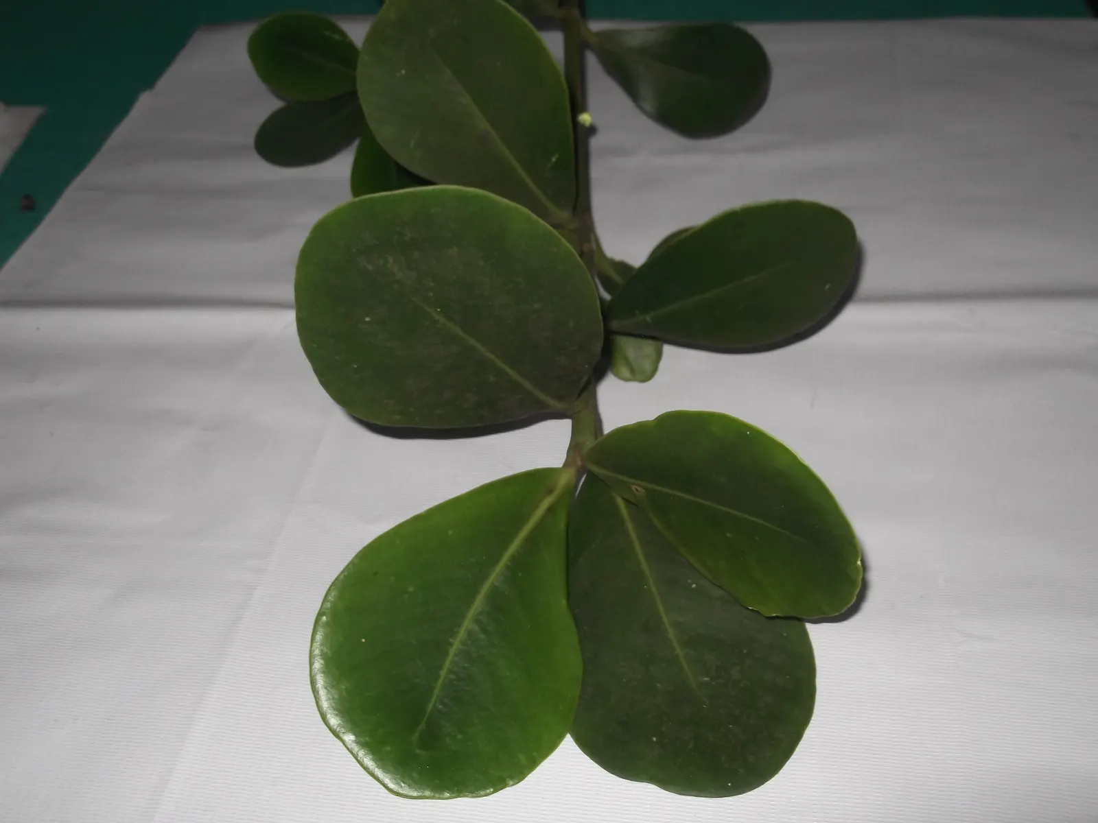 Autograph Tree (Clusia rosea) — With a robust root system; is a versatile and hardy evergreen well-suited for creating striking landscape designs