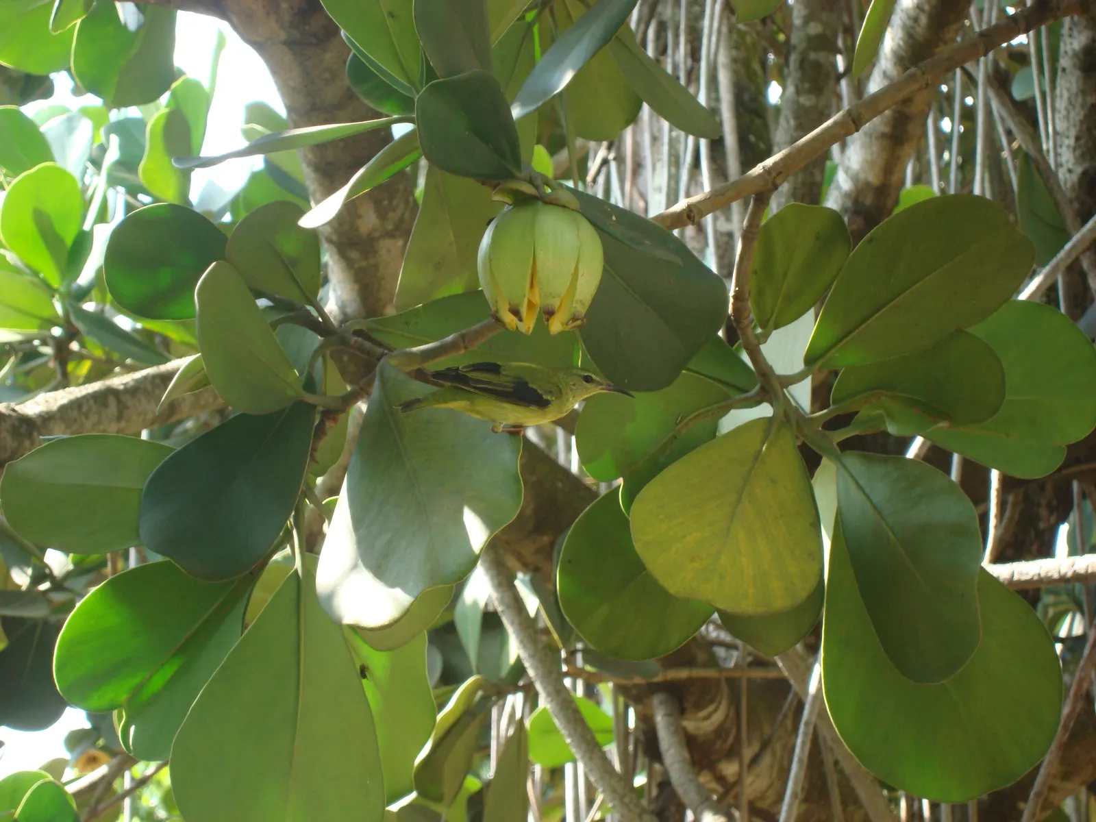 Autograph Tree (Clusia rosea) — requiring occasional trimming to maintain shape and remove any unwanted seedlings; shrub / tree with white blooms, image 60
