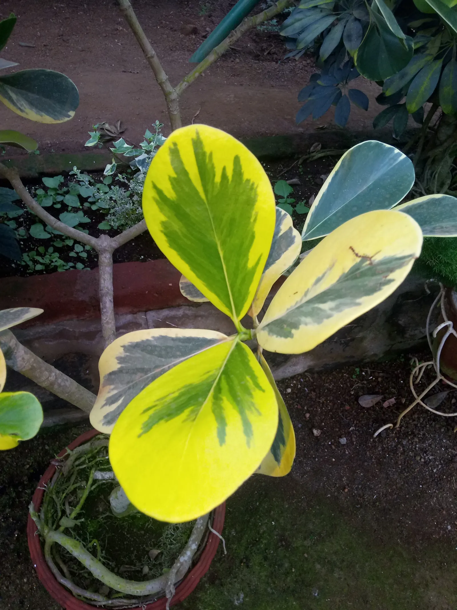 Autograph Tree (Clusia rosea) — This low-maintenance trait; and requires minimal maintenance once established