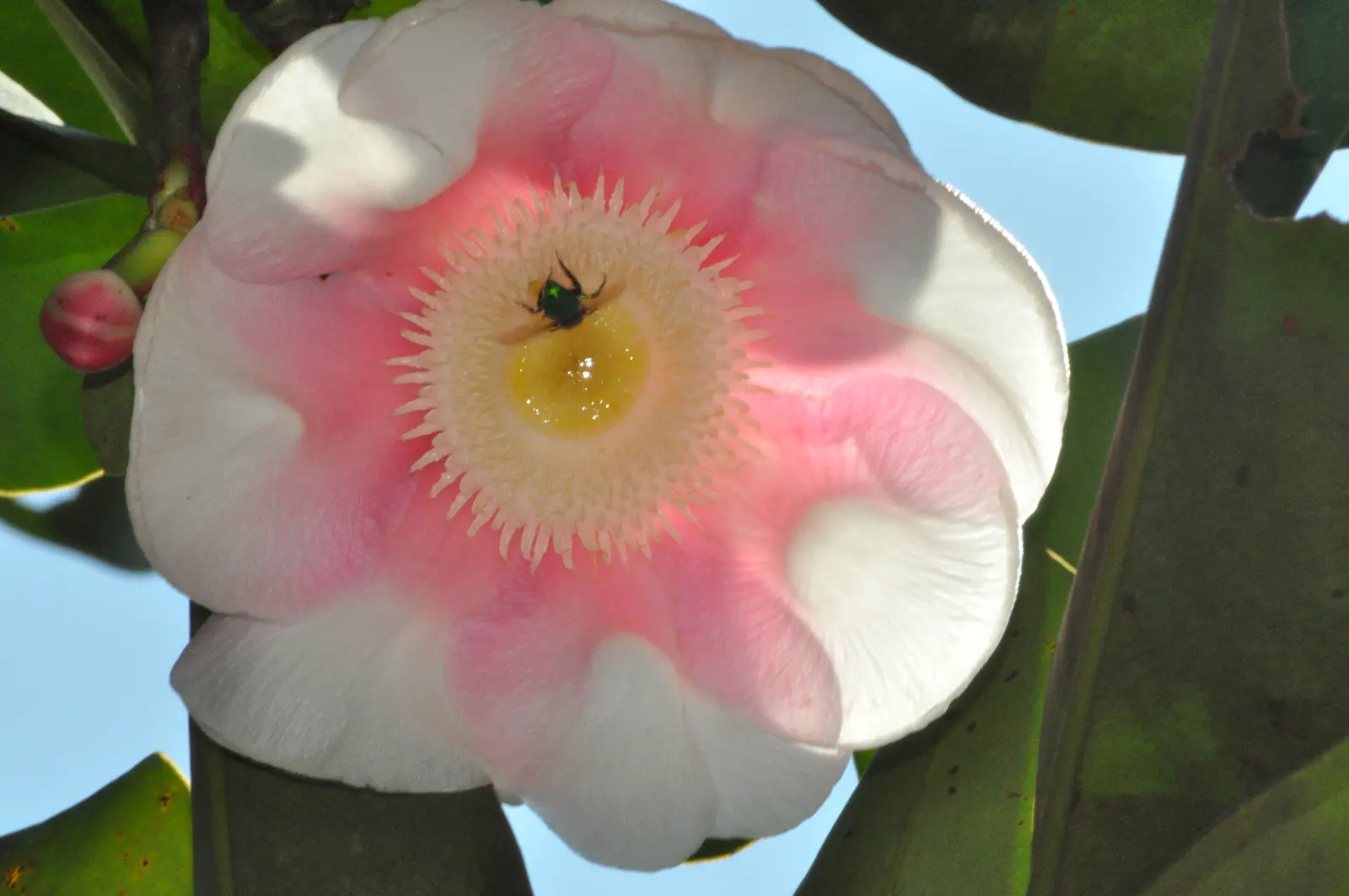 Autograph Tree (Clusia rosea) — adaptable to various soil types; clusia rosea thrives in USDA hardiness zones 10 through 12 and enjoys full to partial sun