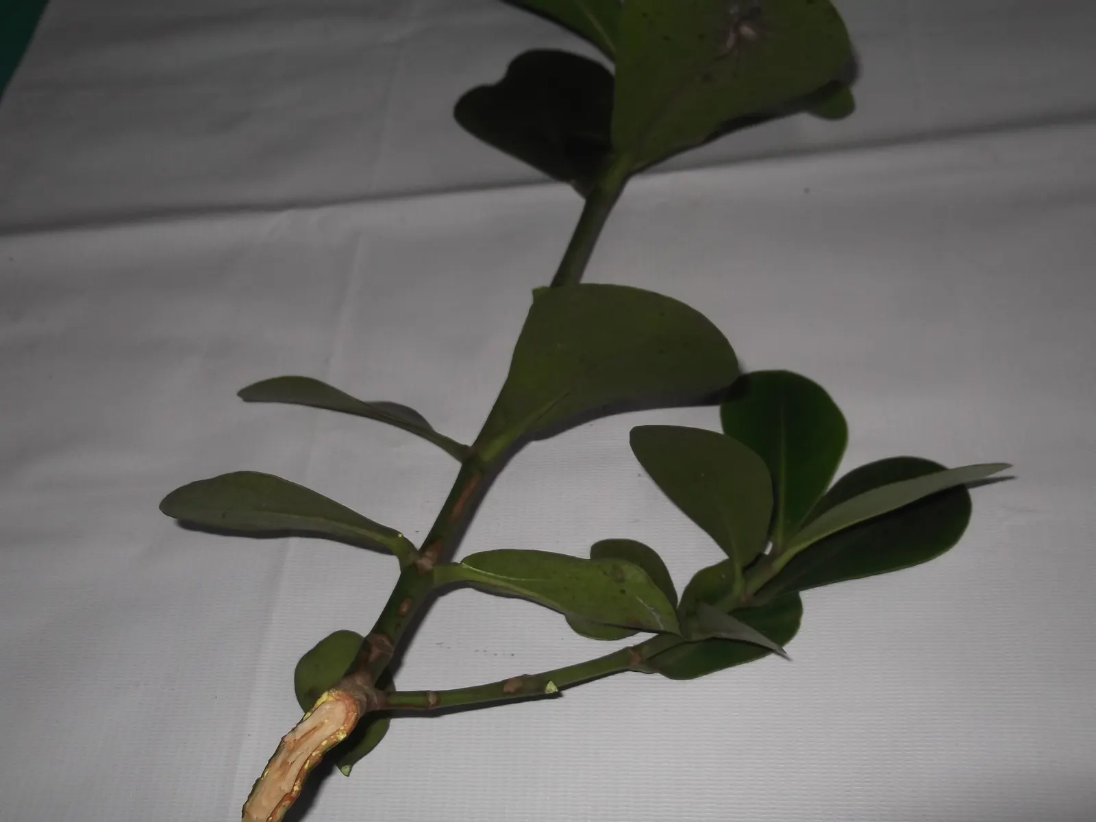 Autograph Tree (Clusia rosea) — adaptable to various soil types
