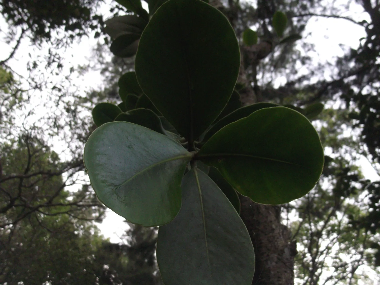 Autograph Tree (Clusia rosea) — Clusia rosea thrives in USDA hardiness zones 10 through 12 and enjoys full to partial sun exposure
