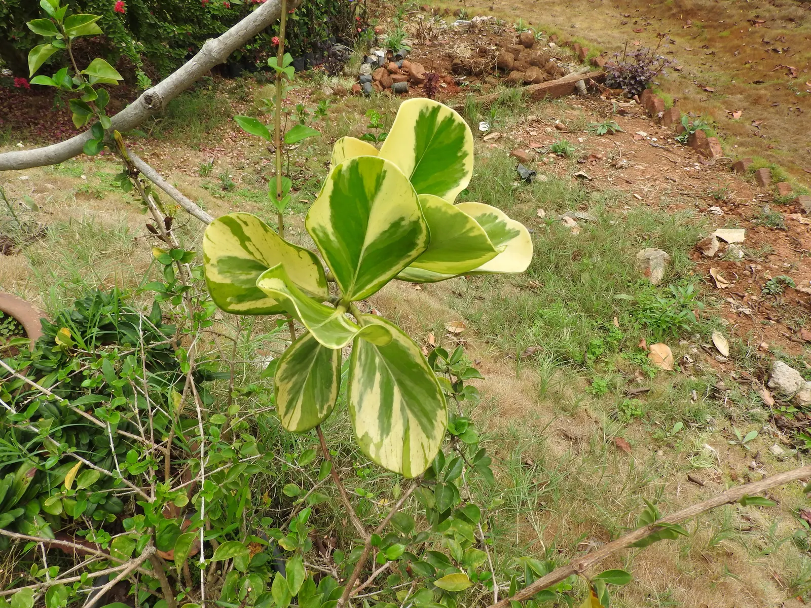 Autograph Tree (Clusia rosea) — Known for its resilience, it thrives in full sun to partial shade and can reach 25 to 40 feet in height; with a robust root