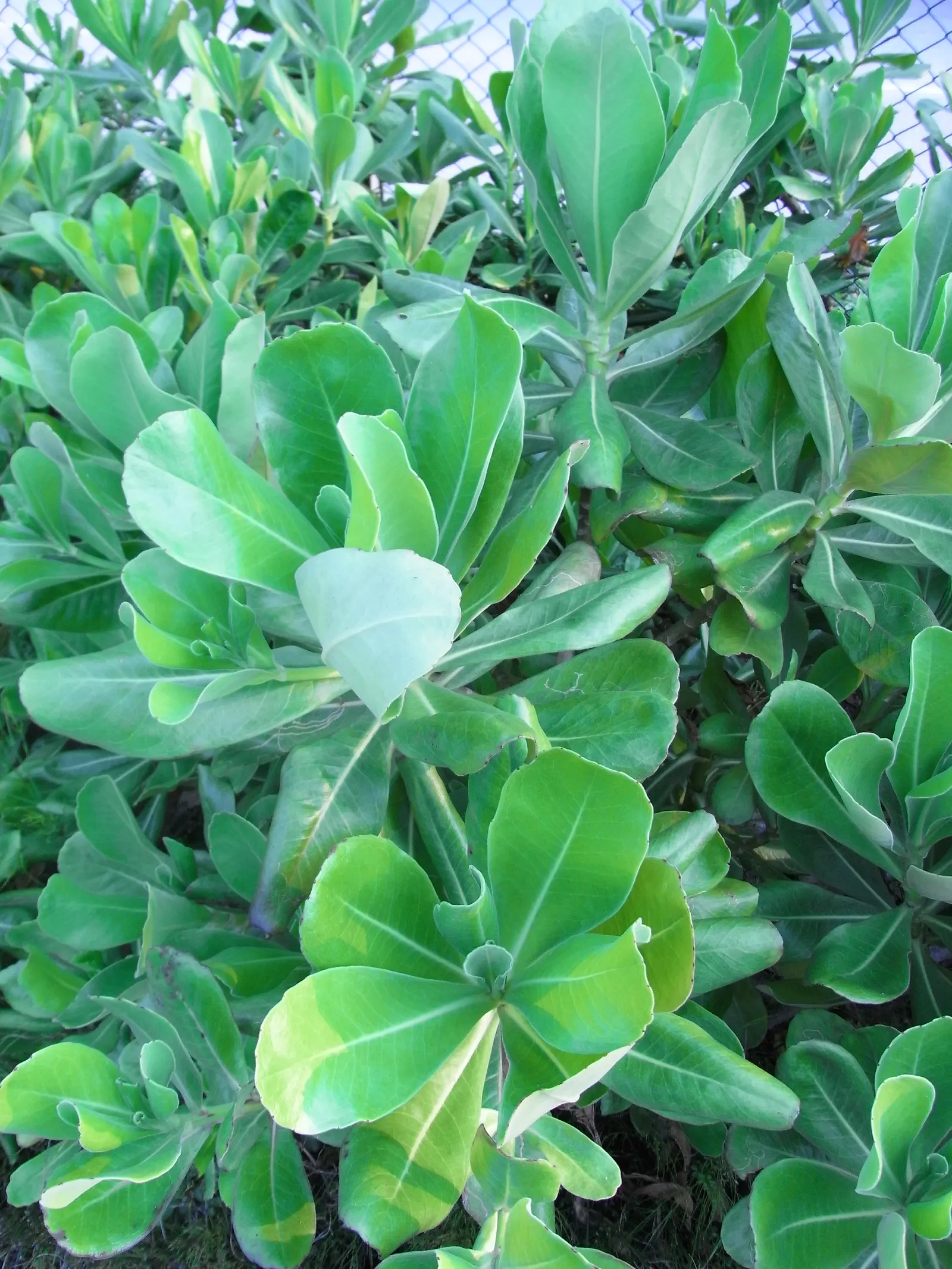 Autograph Tree (Clusia rosea) — coupled with its aesthetic and functional benefits