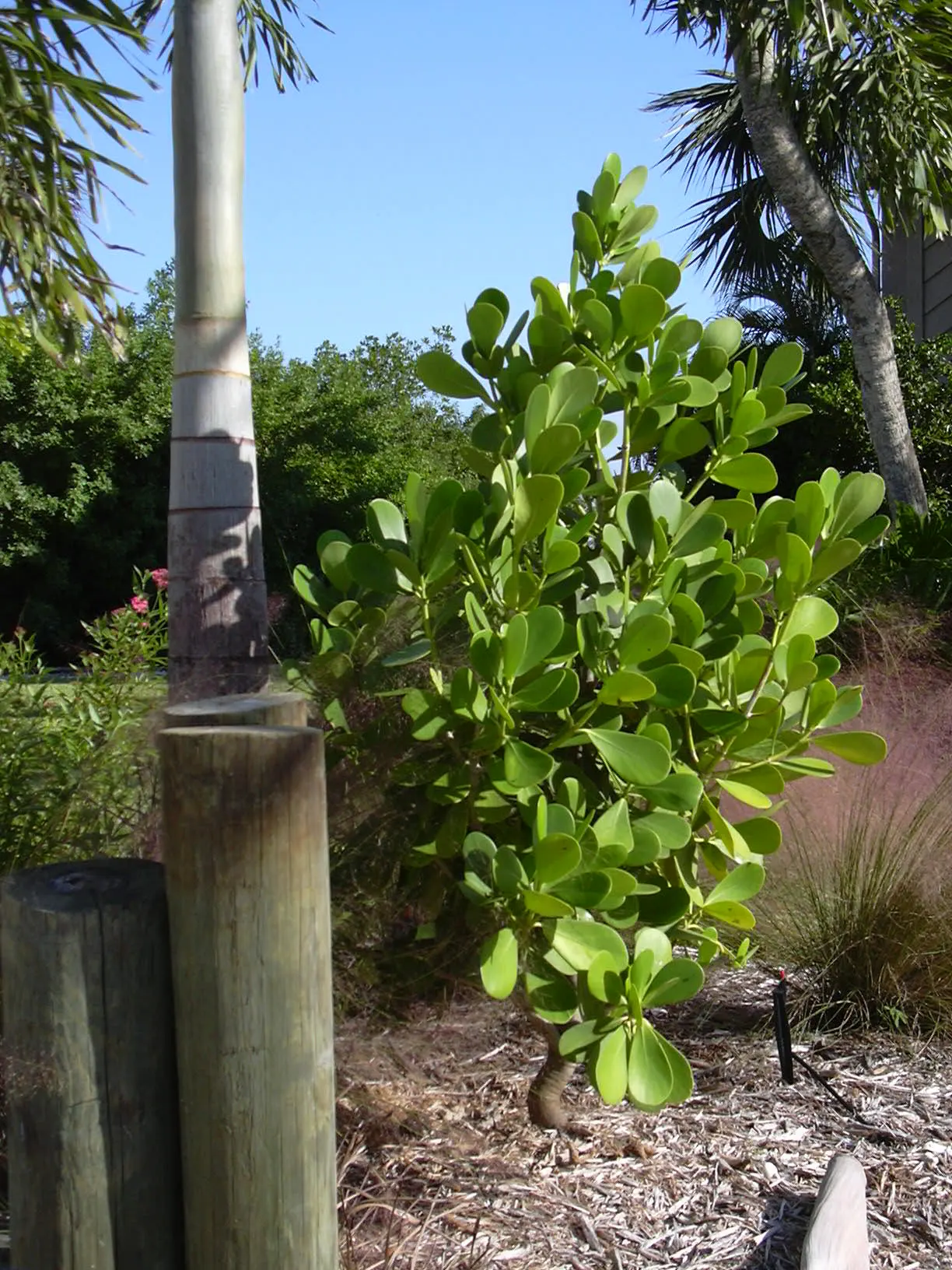 Autograph Tree (Clusia rosea) — which transition into green fruits that darken over time.<br><br>Maintenance is minimal