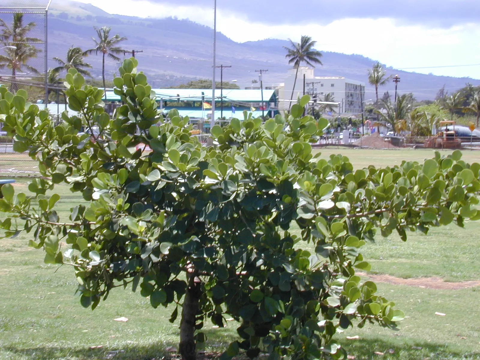 Autograph Tree (Clusia rosea) — and poor soil conditions with ease; which transition into green fruits that darken over time.<br><br>Maintenance is minimal
