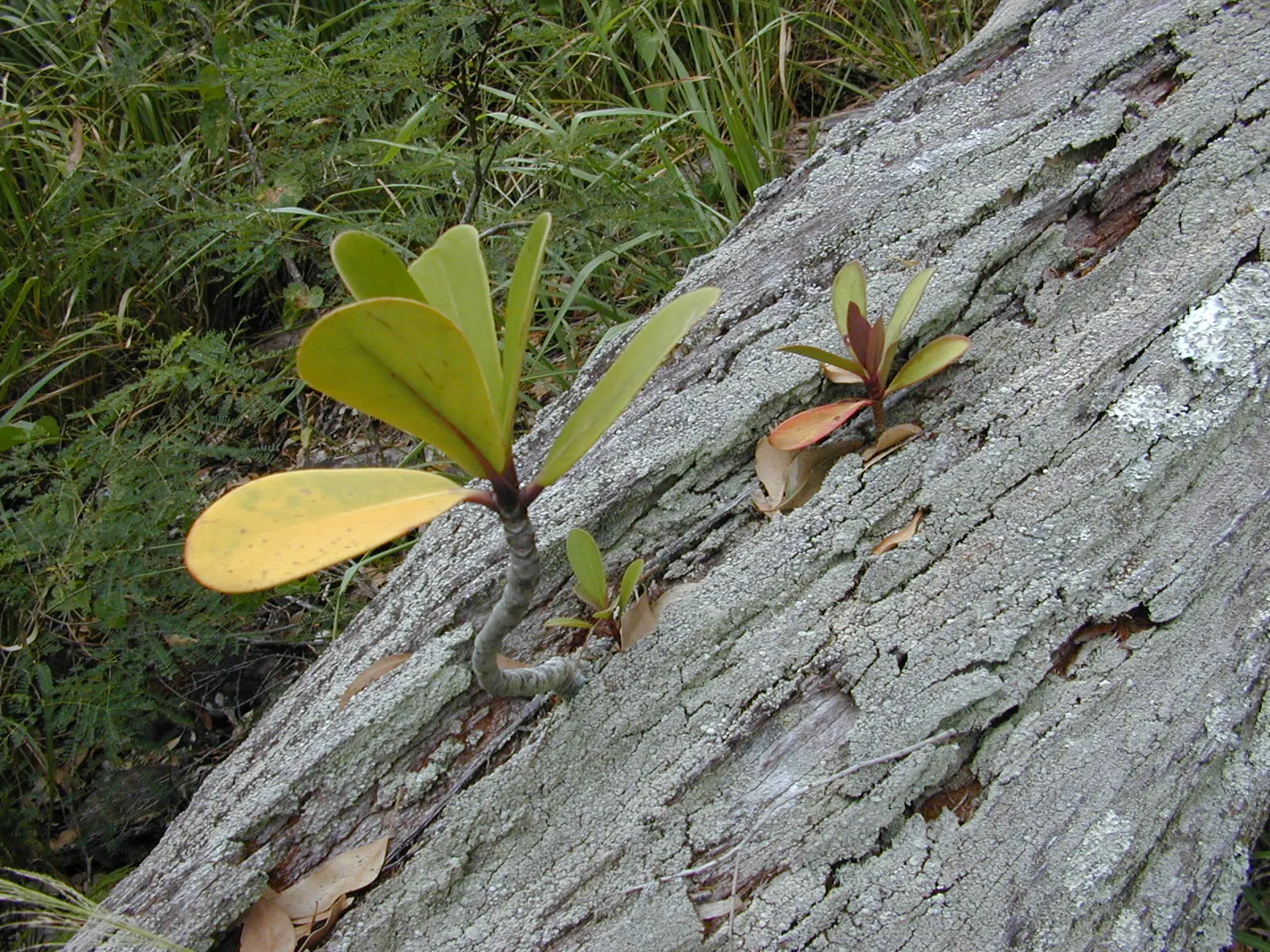 Autograph Tree (Clusia rosea) — Blooming occurs from spring into summer; shrub / tree for full or half