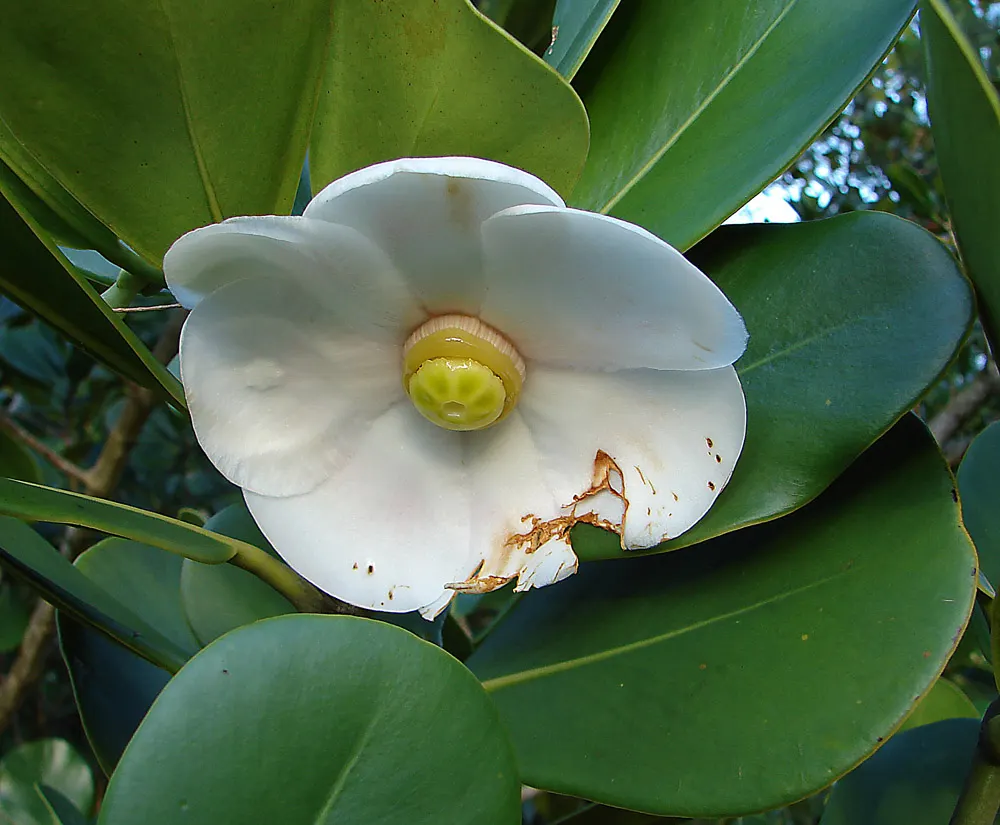 Autograph Tree (Clusia rosea) — and poor soil conditions with ease