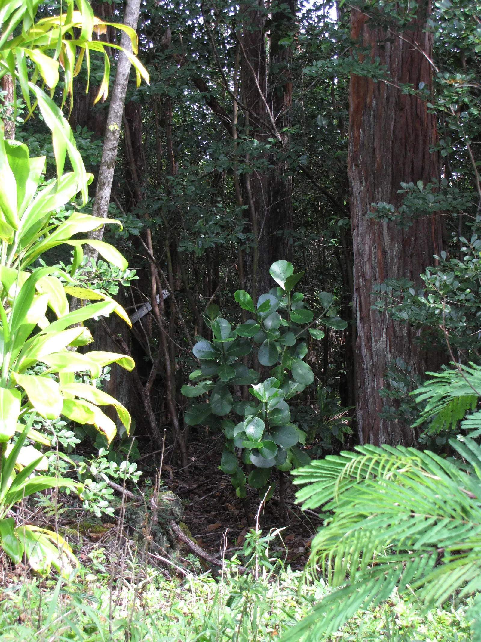 Autograph Tree (Clusia rosea) — shrub / tree for full or half; makes the Autograph Tree a valuable addition to any subtropical landscape design