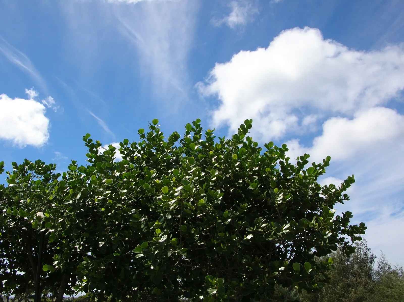 Autograph Tree (Clusia rosea) — This low-maintenance trait
