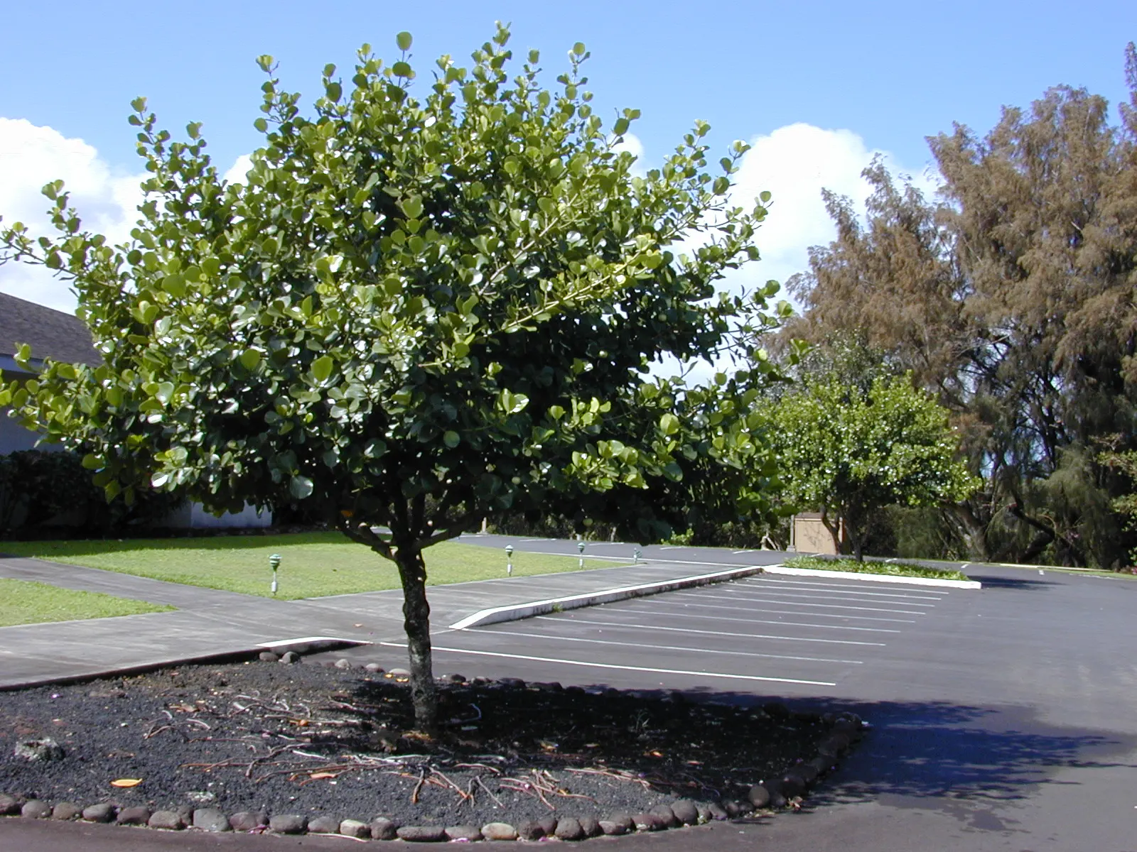 Autograph Tree (Clusia rosea) — It features showy pink or white flowers and grows well in USDA zones 10-12