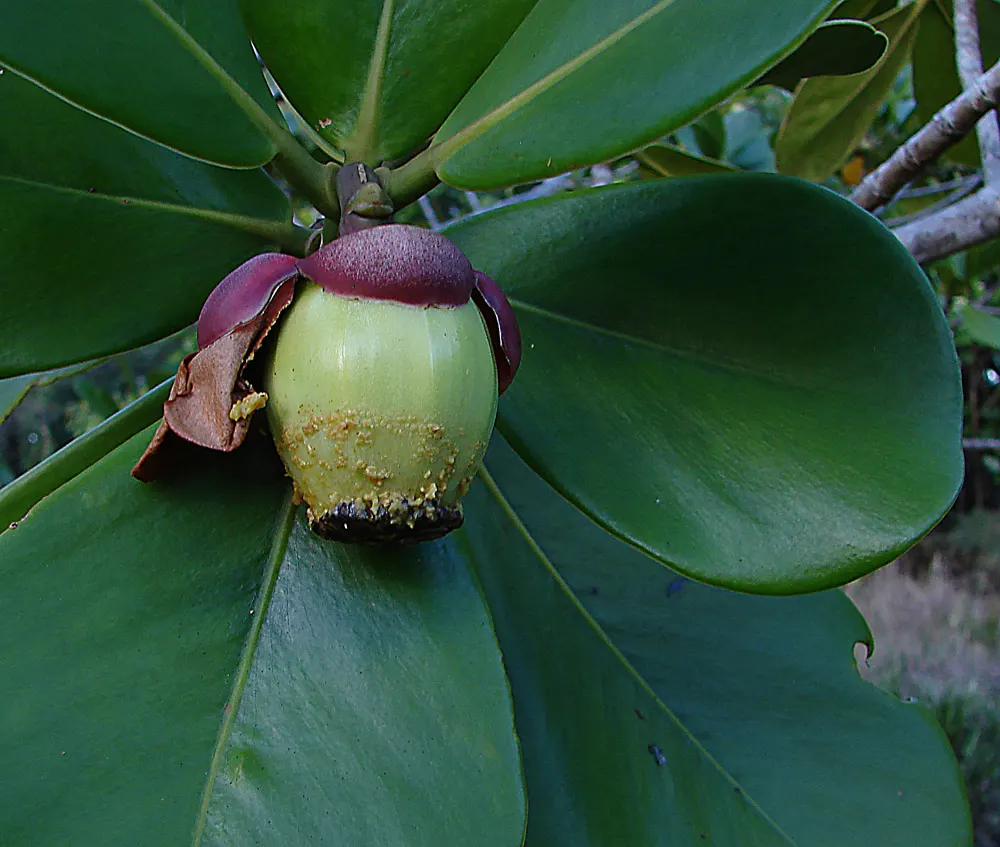 Autograph Tree (Clusia rosea) — requiring occasional trimming to maintain shape and remove any unwanted seedlings; shrub / tree with white blooms