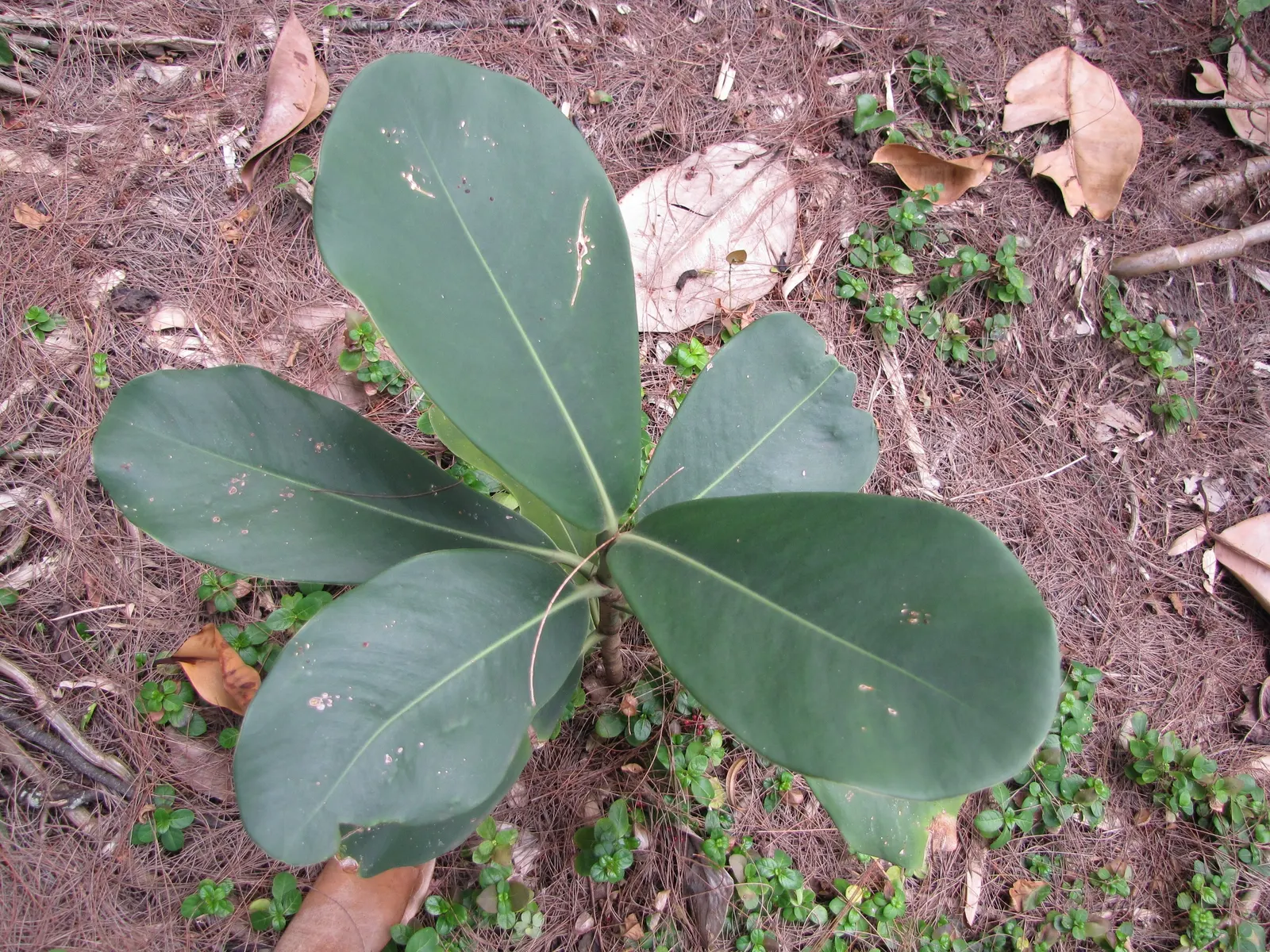 Autograph Tree (Clusia rosea) — It features showy pink or white flowers and grows well in USDA zones 10-12; coupled with its aesthetic and functional benefits