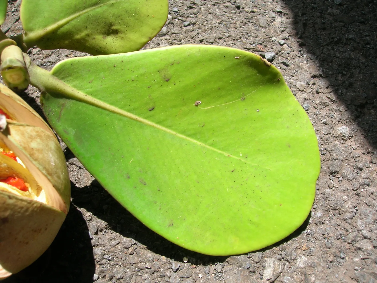 Autograph Tree (Clusia rosea) — It features showy pink or white flowers and grows well in USDA zones 10-12; coupled with its aesthetic and, image 47