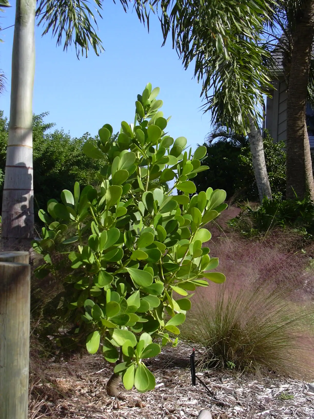Autograph Tree (Clusia rosea) — Ideal for creating privacy screens; it features showy pink or white flowers and grows well in USDA zones 10-12, image 48