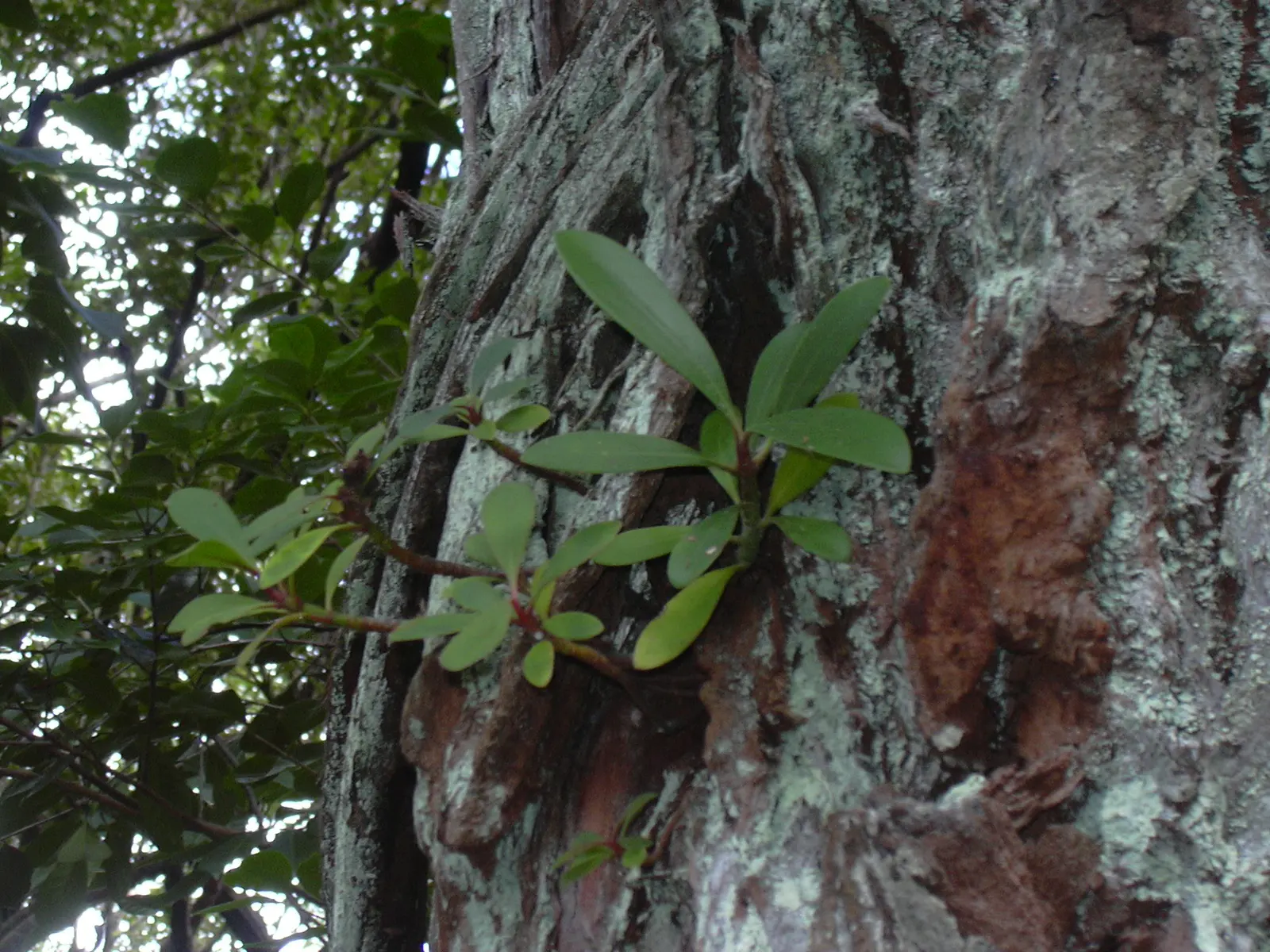 Autograph Tree (Clusia rosea) — shrub / tree with white blooms