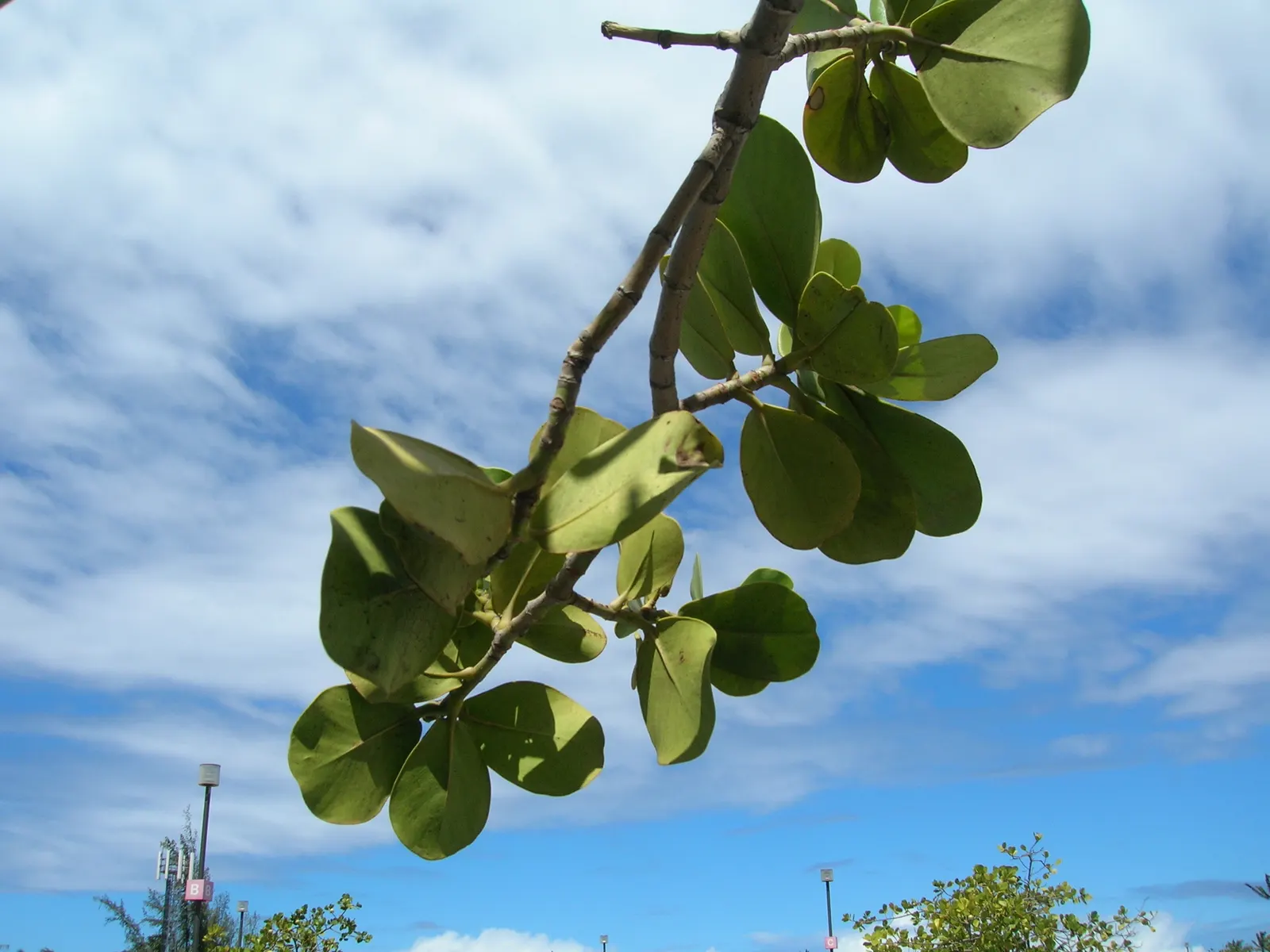 Autograph Tree (Clusia rosea) — scientifically known as Clusia rosea