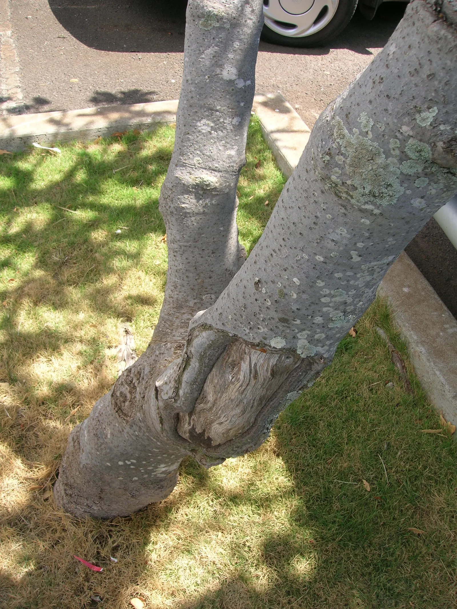 Autograph Tree (Clusia rosea) — Ideal for creating privacy screens