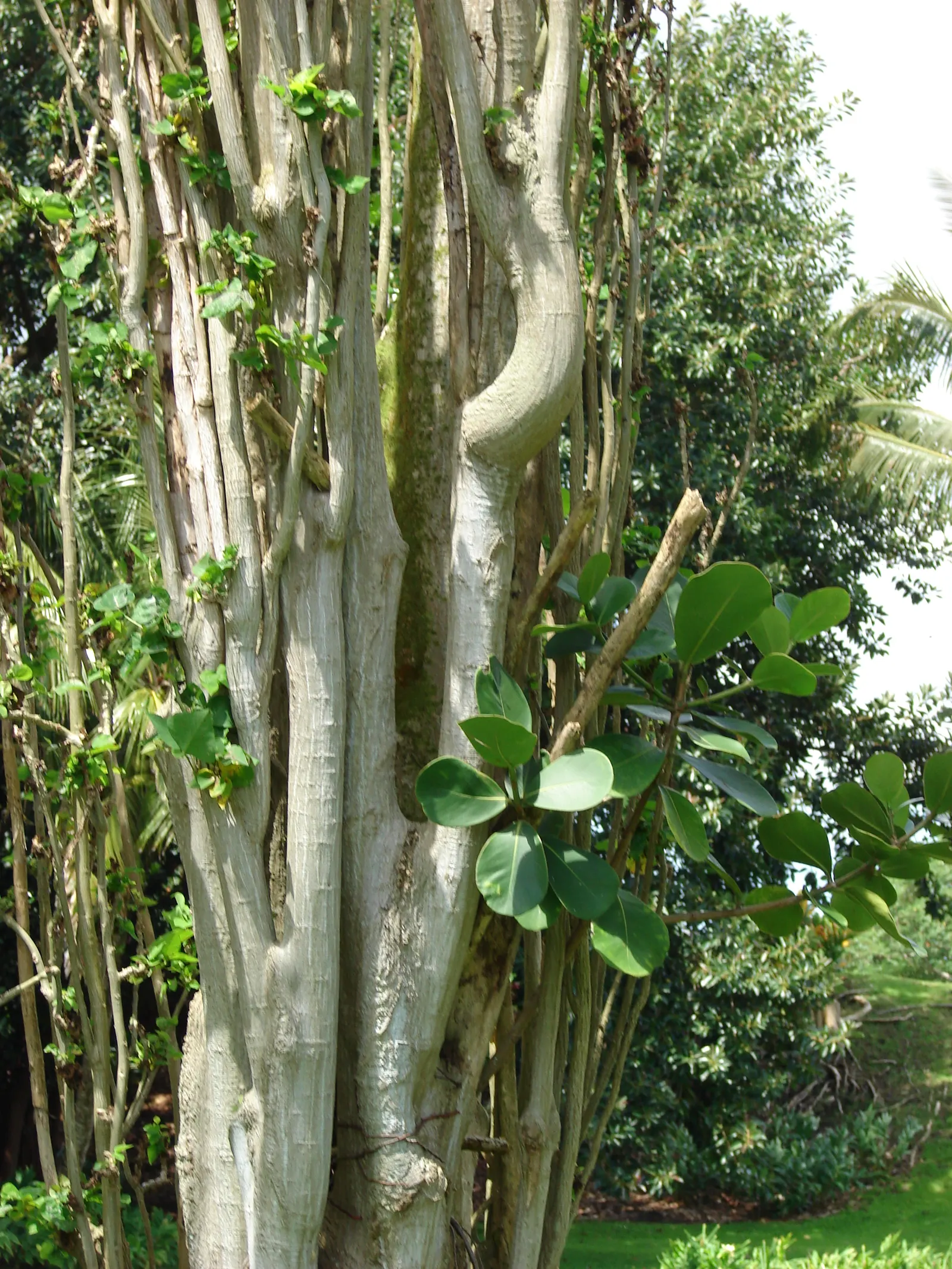 Autograph Tree (Clusia rosea) — This tropical native features thick, leathery leaves that grow up to 8 inches in length; requiring occasional, image 53