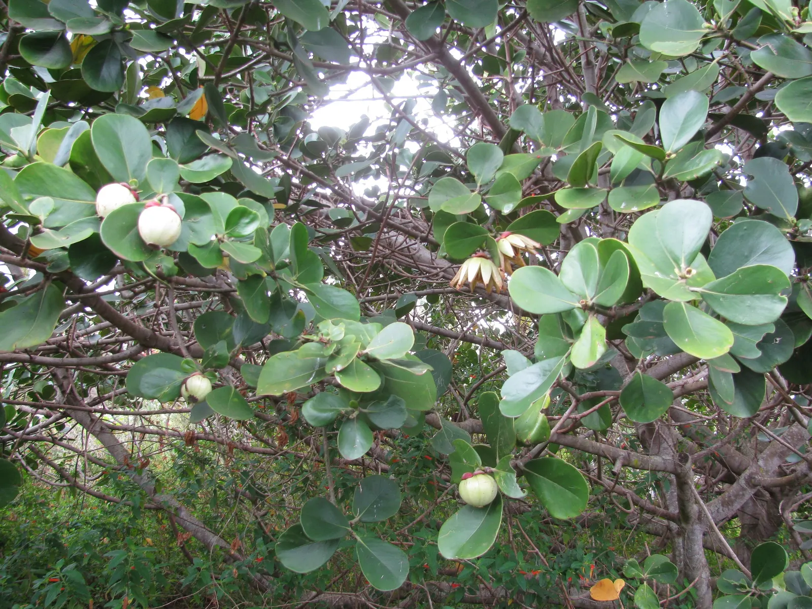 Autograph Tree (Clusia rosea) — Ideal for creating privacy screens; it features showy pink or white flowers and grows well in USDA zones 10-12, image 70