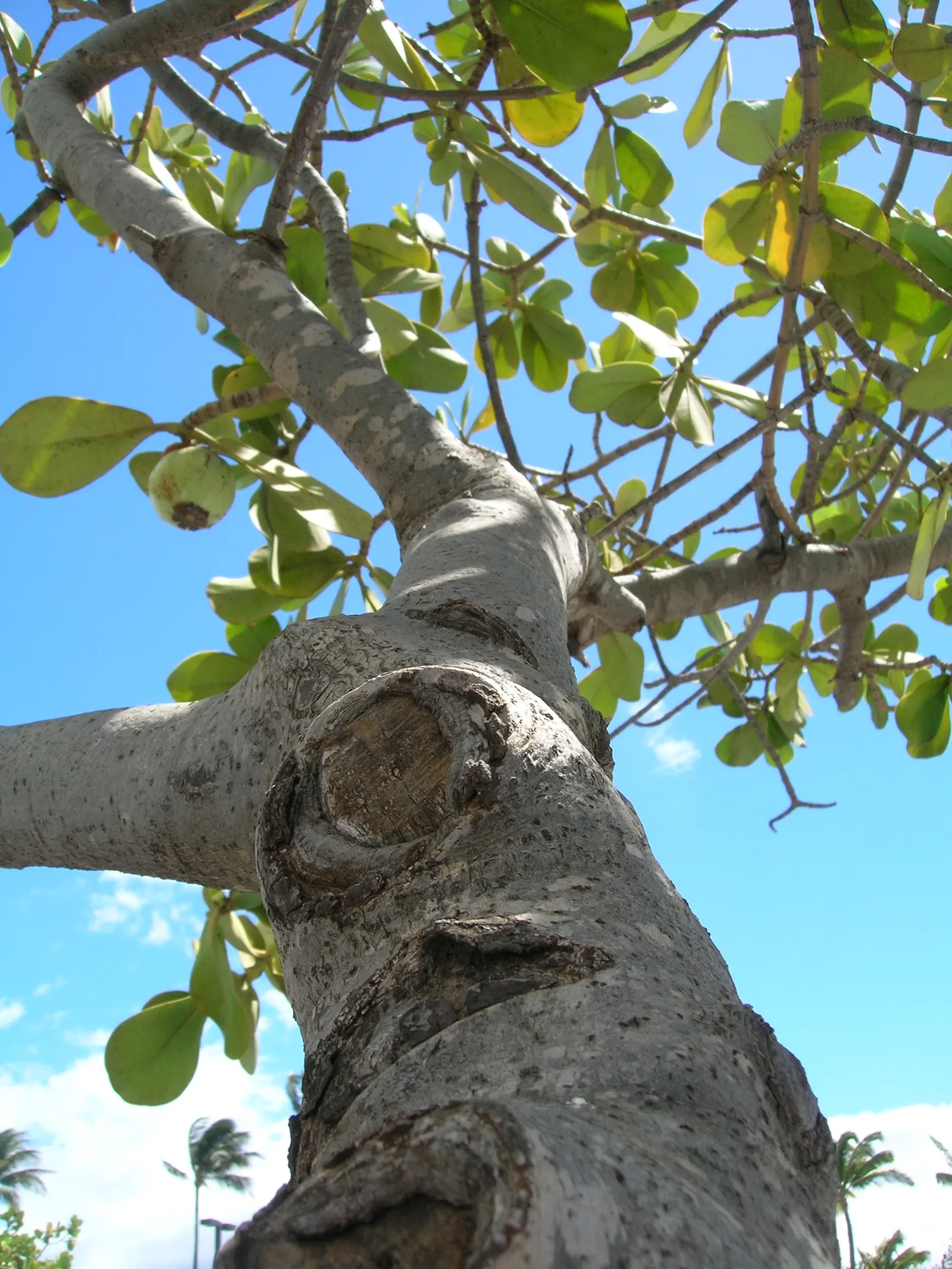 Autograph Tree (Clusia rosea) — adaptable to various soil types; clusia rosea thrives in USDA hardiness zones 10 through 12 and enjoys full to, image 49