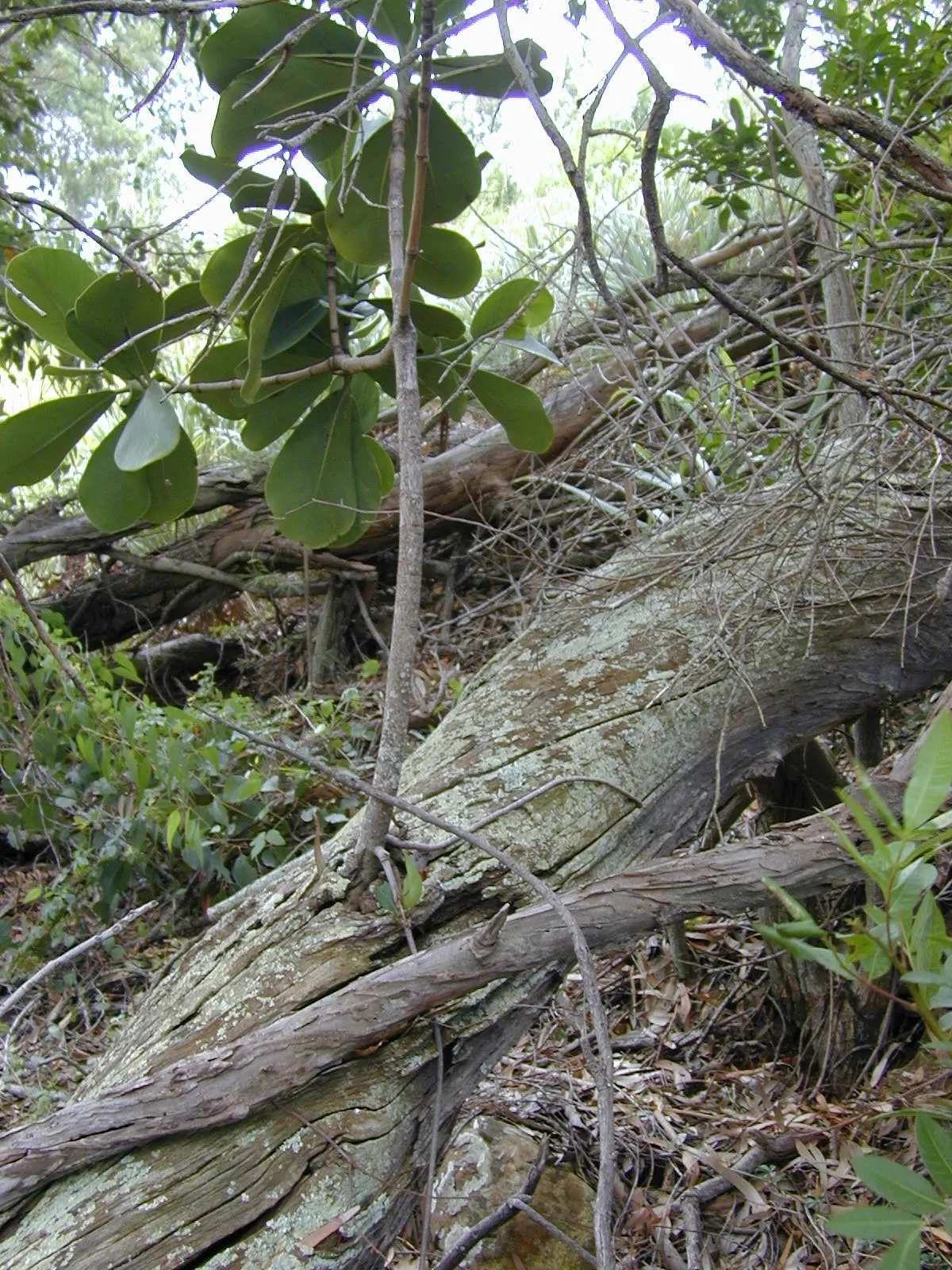 Autograph Tree (Clusia rosea) — makes the Autograph Tree a valuable addition to any subtropical landscape design; white flowers in the garden, image 63