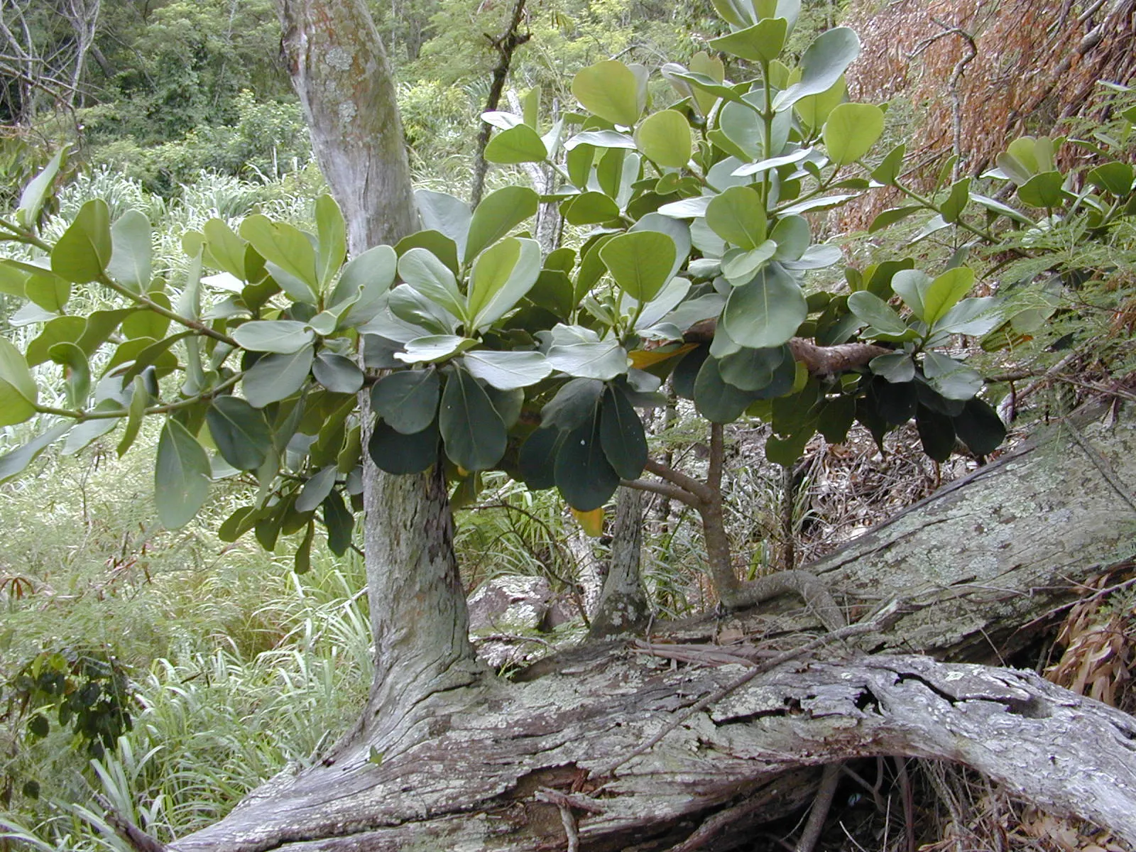 Autograph Tree (Clusia rosea) — is a versatile and hardy evergreen well-suited for creating striking landscape designs