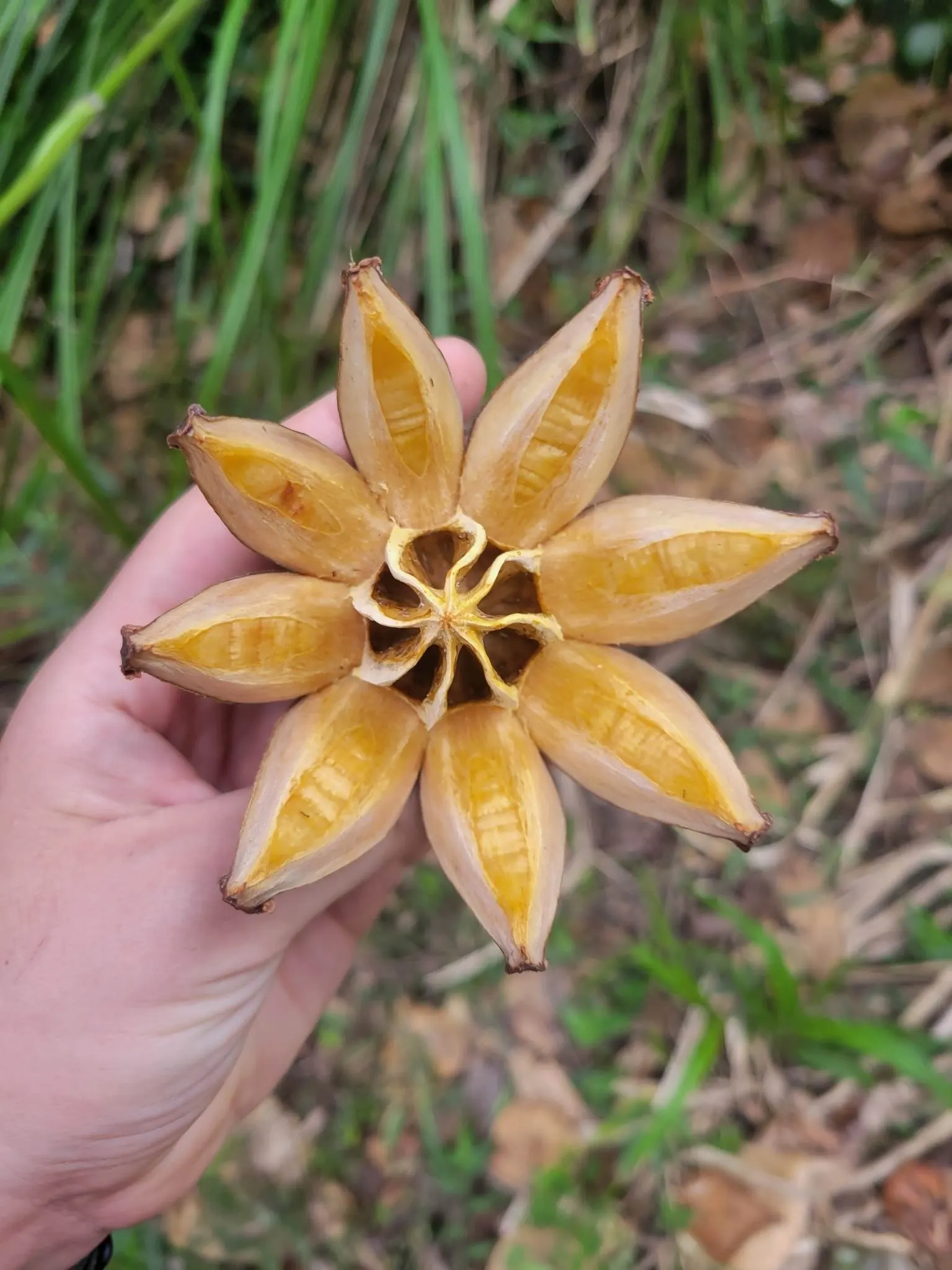 Autograph Tree (Clusia rosea) — Blooming occurs from spring into summer; shrub / tree for full or half, image 57