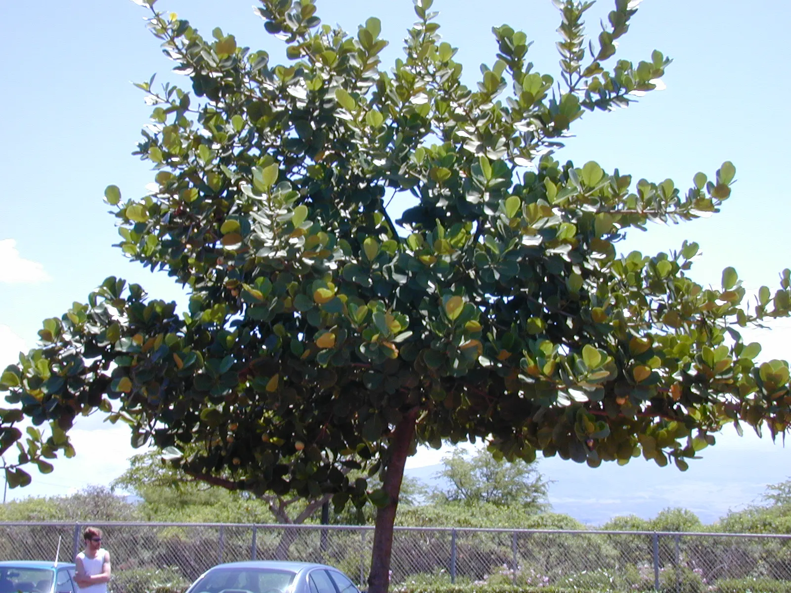 Autograph Tree (Clusia rosea) — Autograph Tree (Clusia rosea) is an evergreen with thick, leathery leaves that grow up to 8 inches long; ideal for, image 67