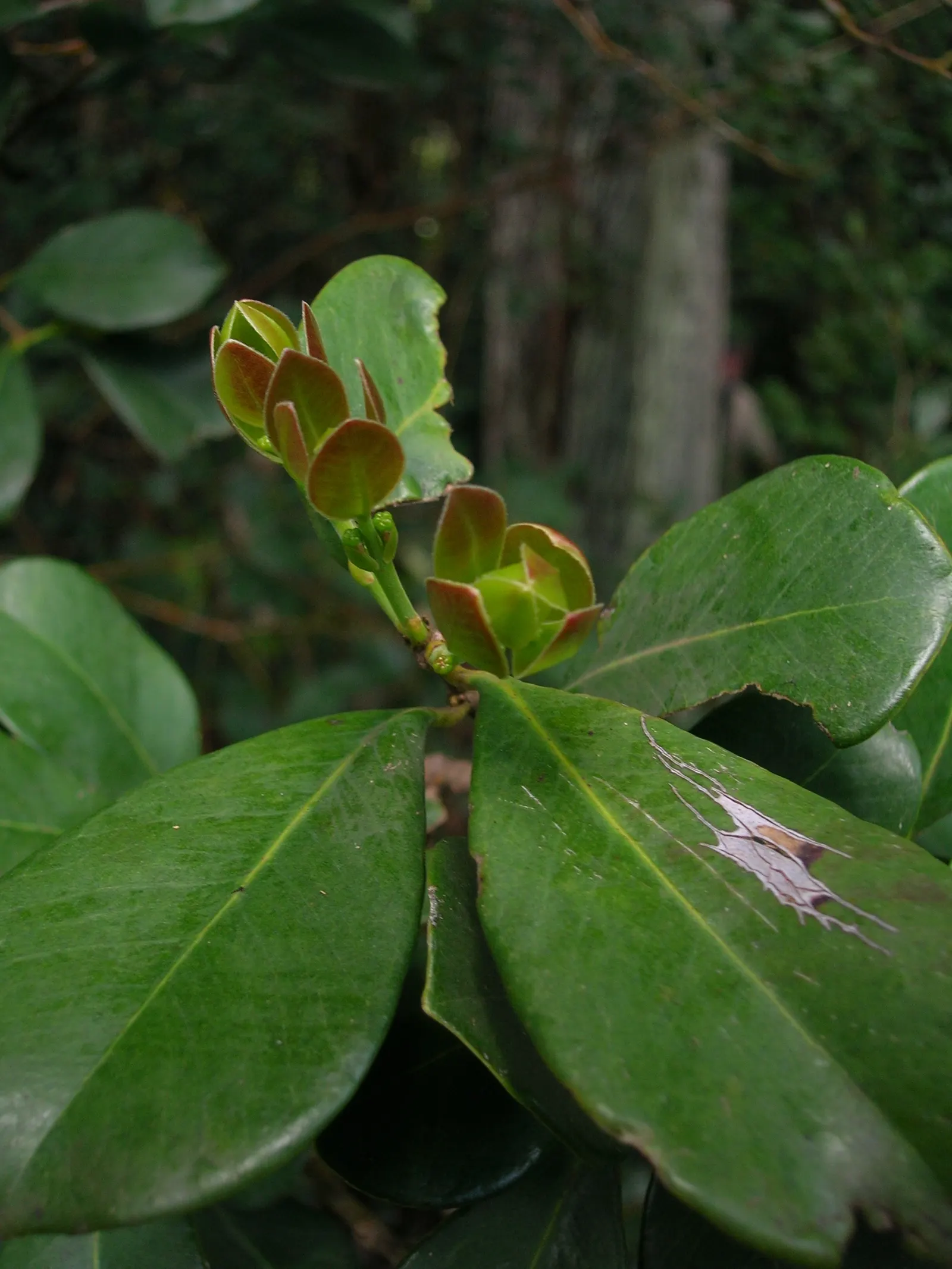 Autograph Tree (Clusia rosea) — is a versatile and hardy evergreen well-suited for creating striking landscape designs; this tropical native features thick