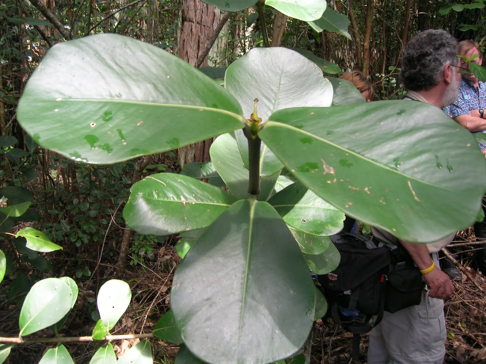 Autograph Tree (Clusia rosea) — With a robust root system; is a versatile and hardy evergreen well-suited for creating striking landscape designs, image 55