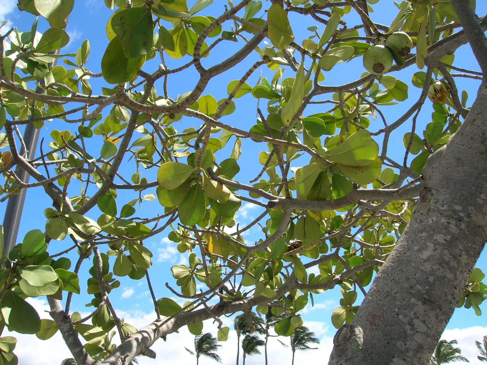 Autograph Tree (Clusia rosea) — Ideal for creating privacy screens; it features showy pink or white flowers and grows well in USDA zones 10-12