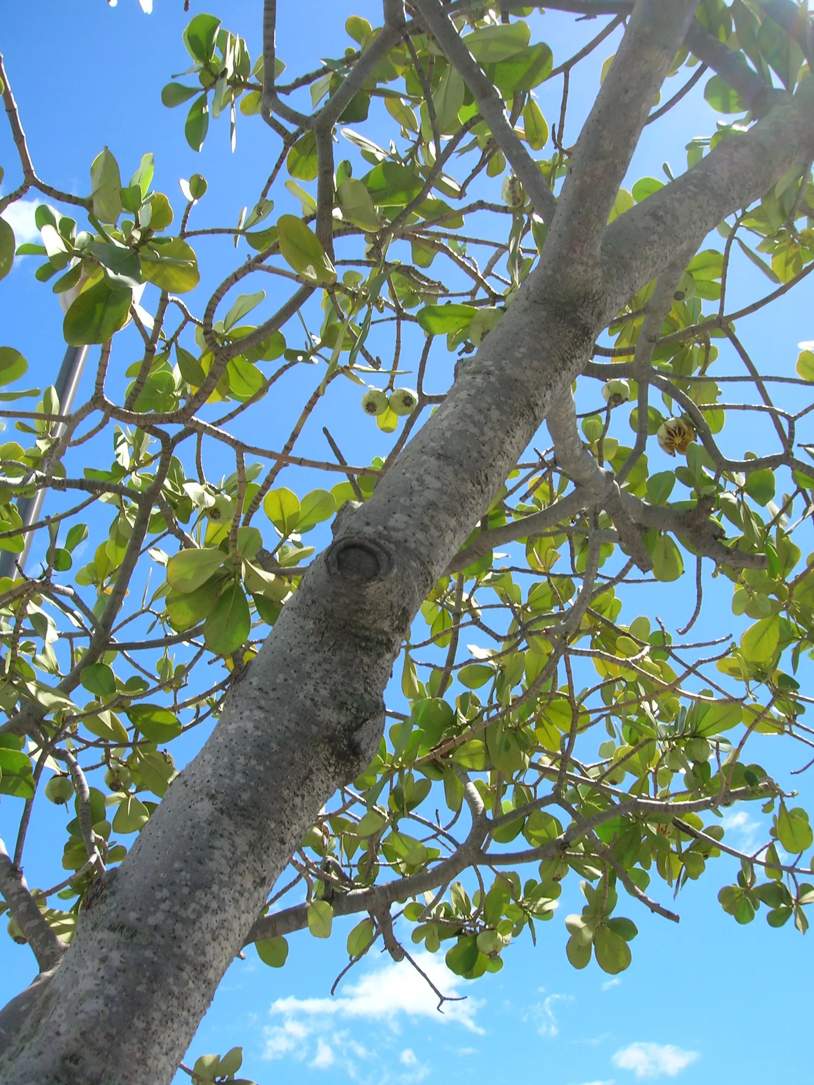 Autograph Tree (Clusia rosea) — makes the Autograph Tree a valuable addition to any subtropical landscape design; white flowers in the garden