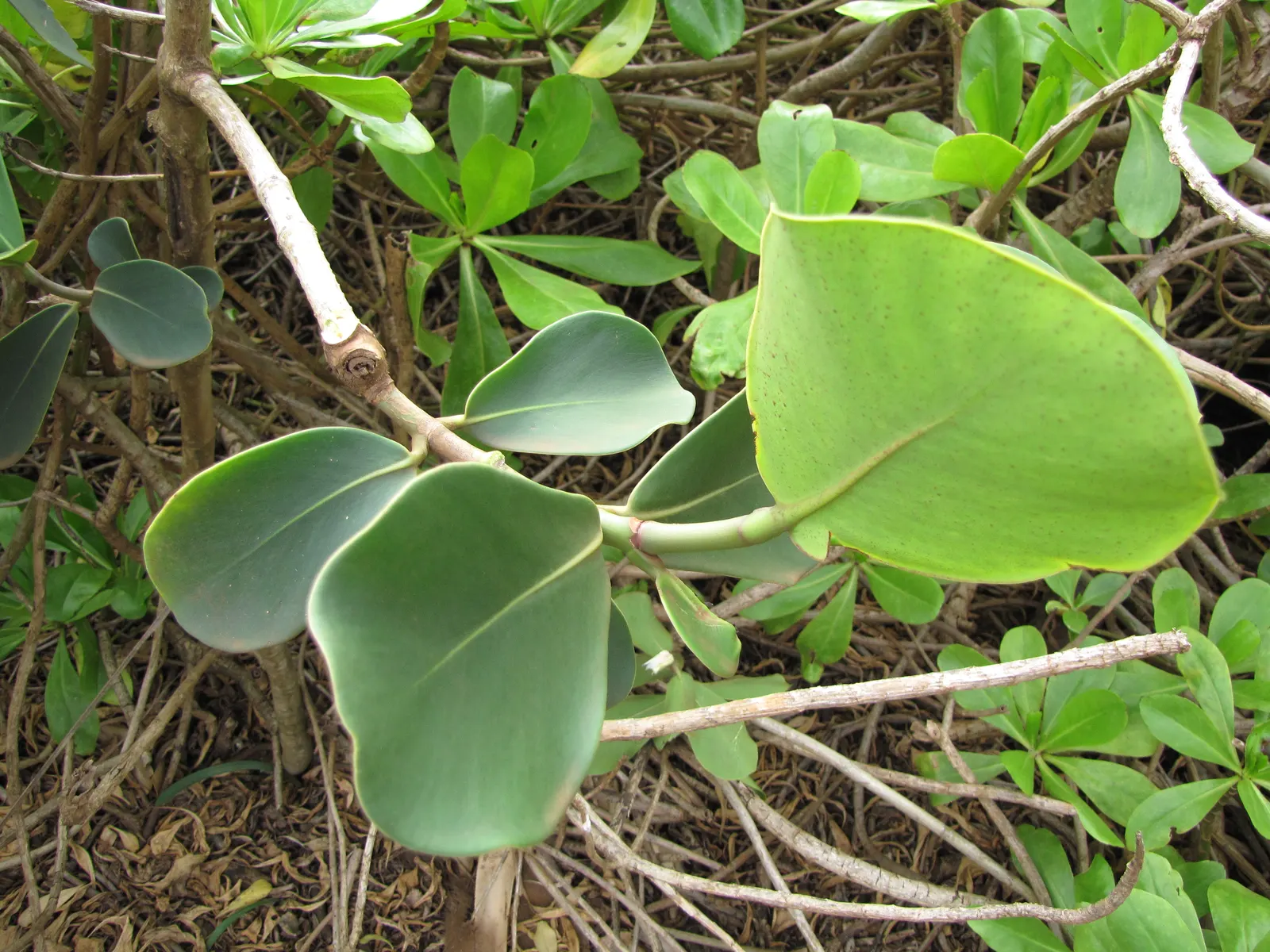 Autograph Tree (Clusia rosea) — makes the Autograph Tree a valuable addition to any subtropical landscape design
