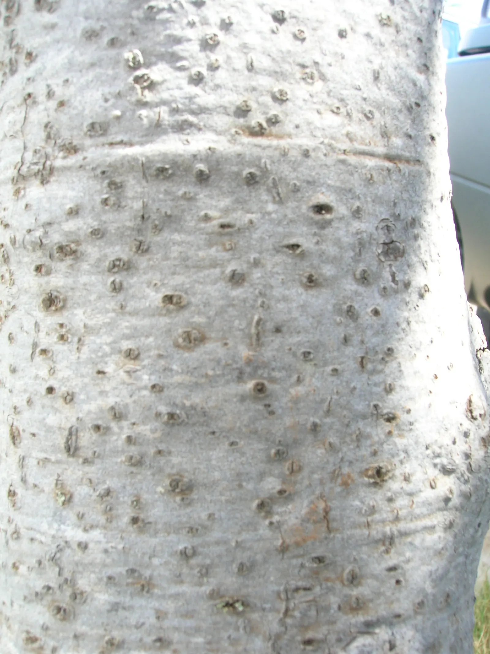 Autograph Tree (Clusia rosea) — Clusia rosea thrives in USDA hardiness zones 10 through 12 and enjoys full to partial sun exposure; autograph Tree (Clusia