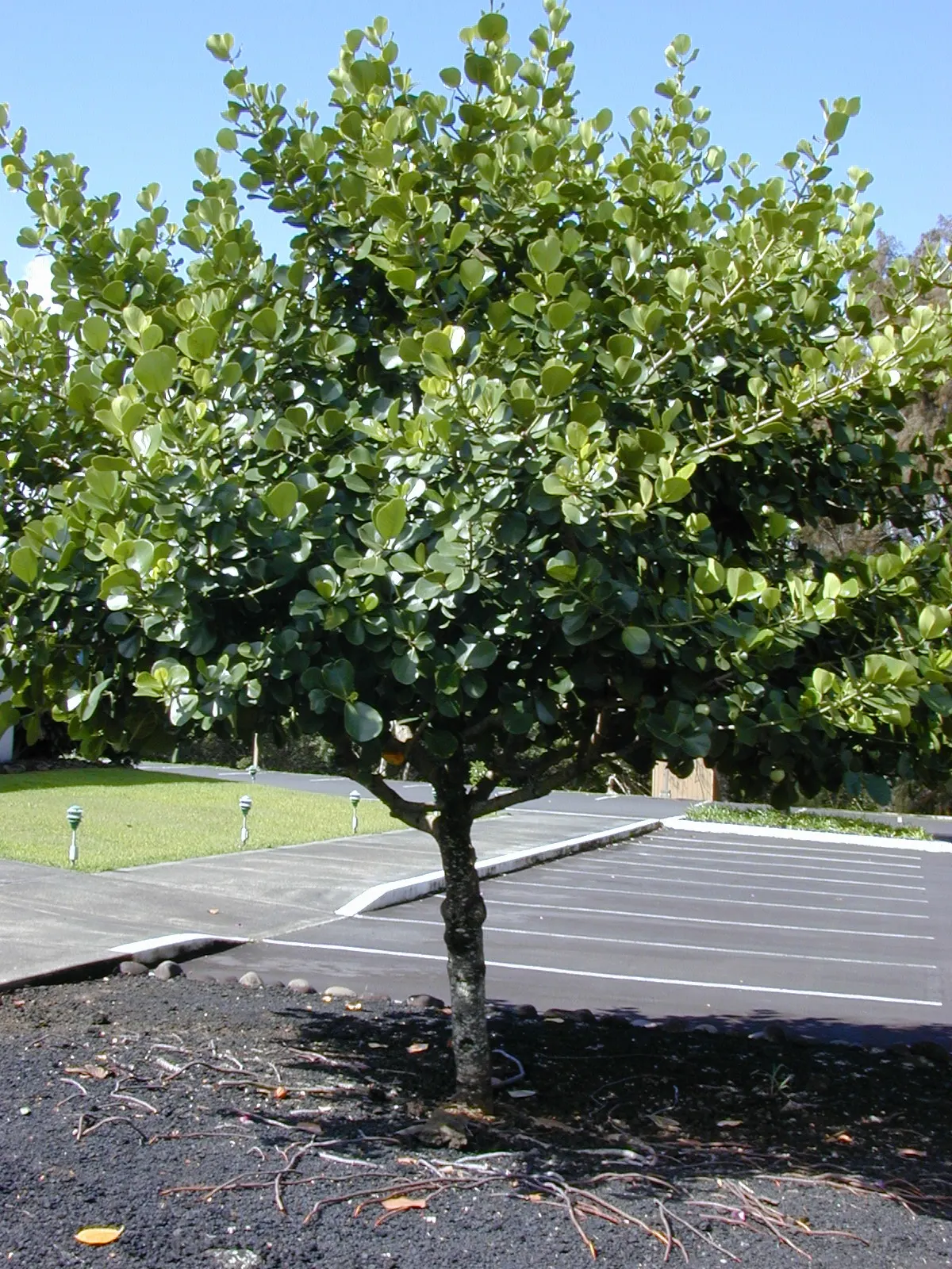 Autograph Tree (Clusia rosea) — Autograph Tree (Clusia rosea) is an evergreen with thick, leathery leaves that grow up to 8 inches long; ideal for, image 45