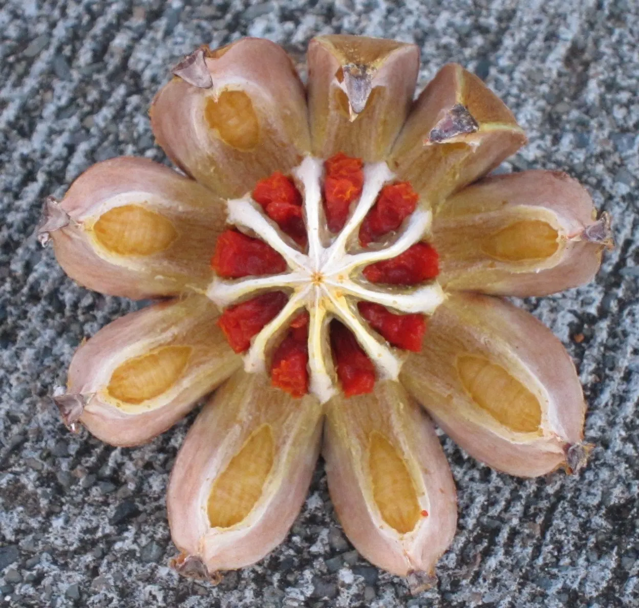 Autograph Tree (Clusia rosea) — This tropical native features thick, leathery leaves that grow up to 8 inches in length; requiring occasional trimming to