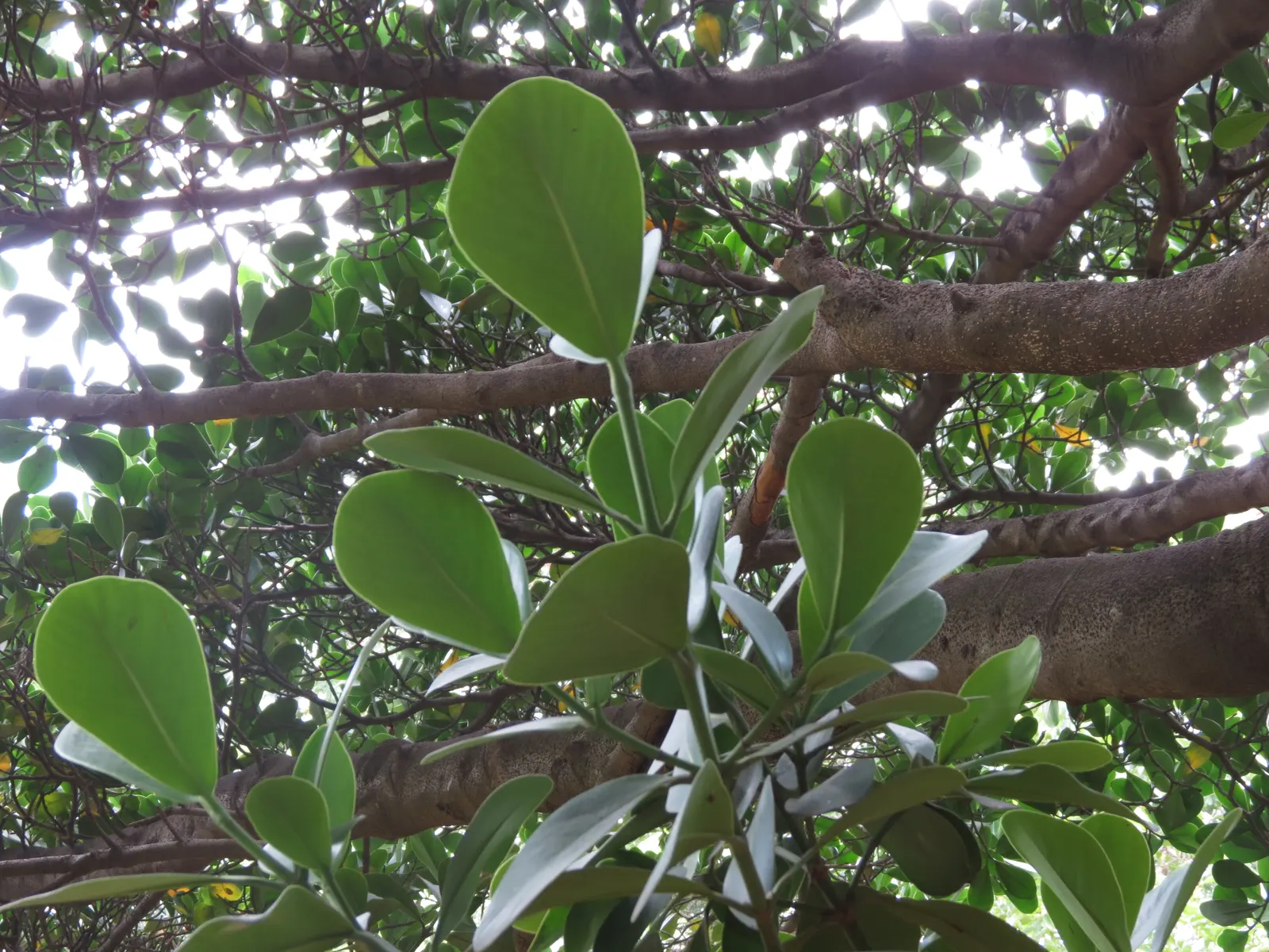 Autograph Tree (Clusia rosea) — This low-maintenance trait; and requires minimal maintenance once established, image 61