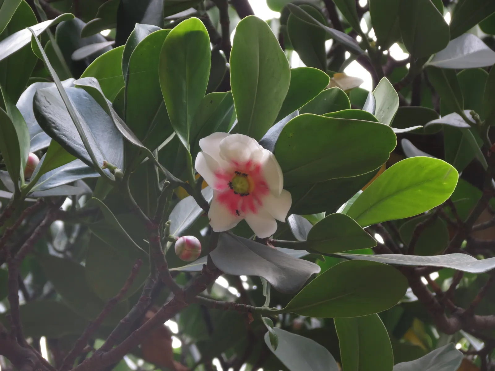 Autograph Tree (Clusia rosea) — Autograph Tree (Clusia rosea) is an evergreen with thick, leathery leaves that grow up to 8 inches long